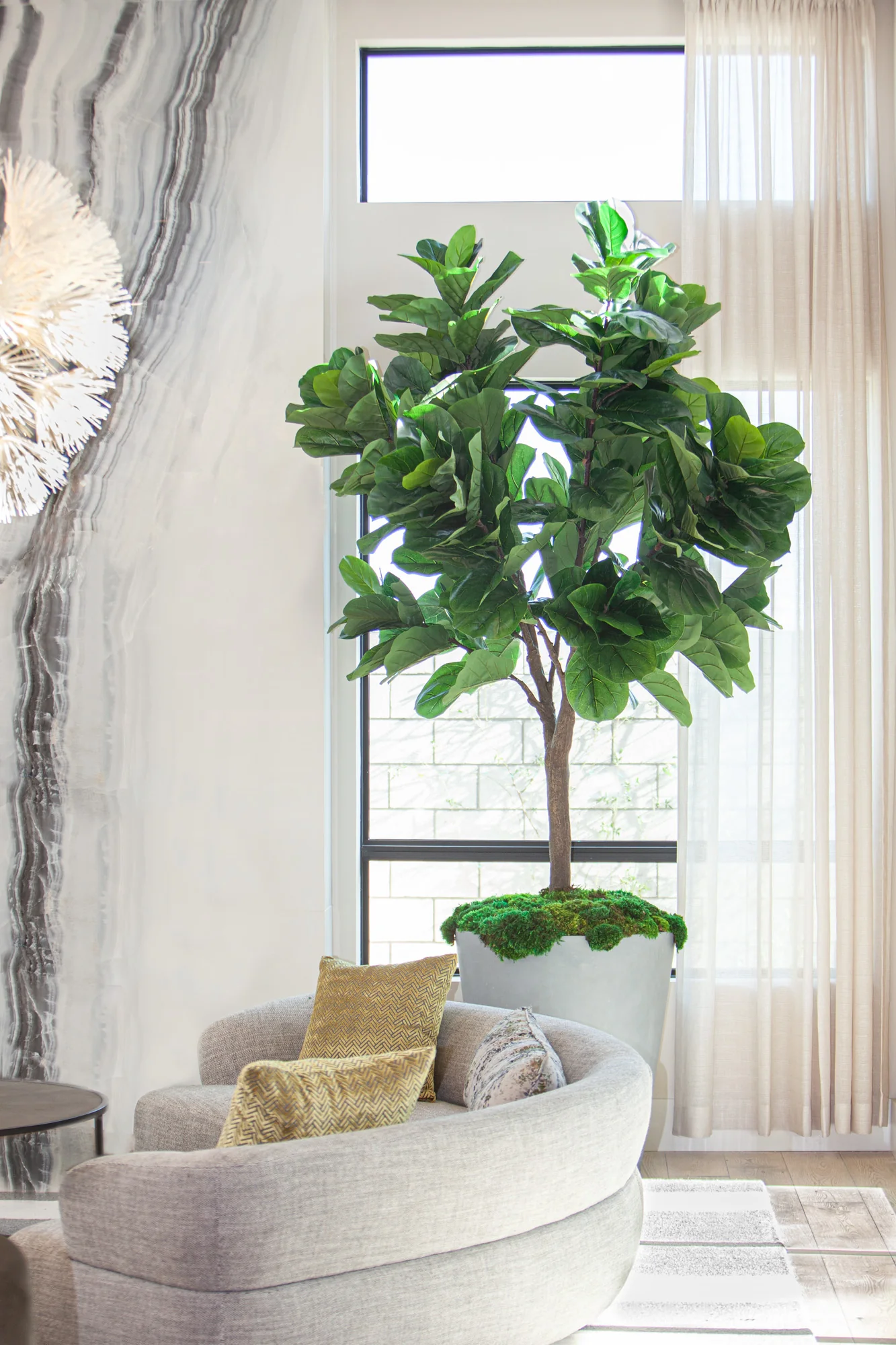10' Fiddle Leaf Fig Tree FP1148 - Image 3