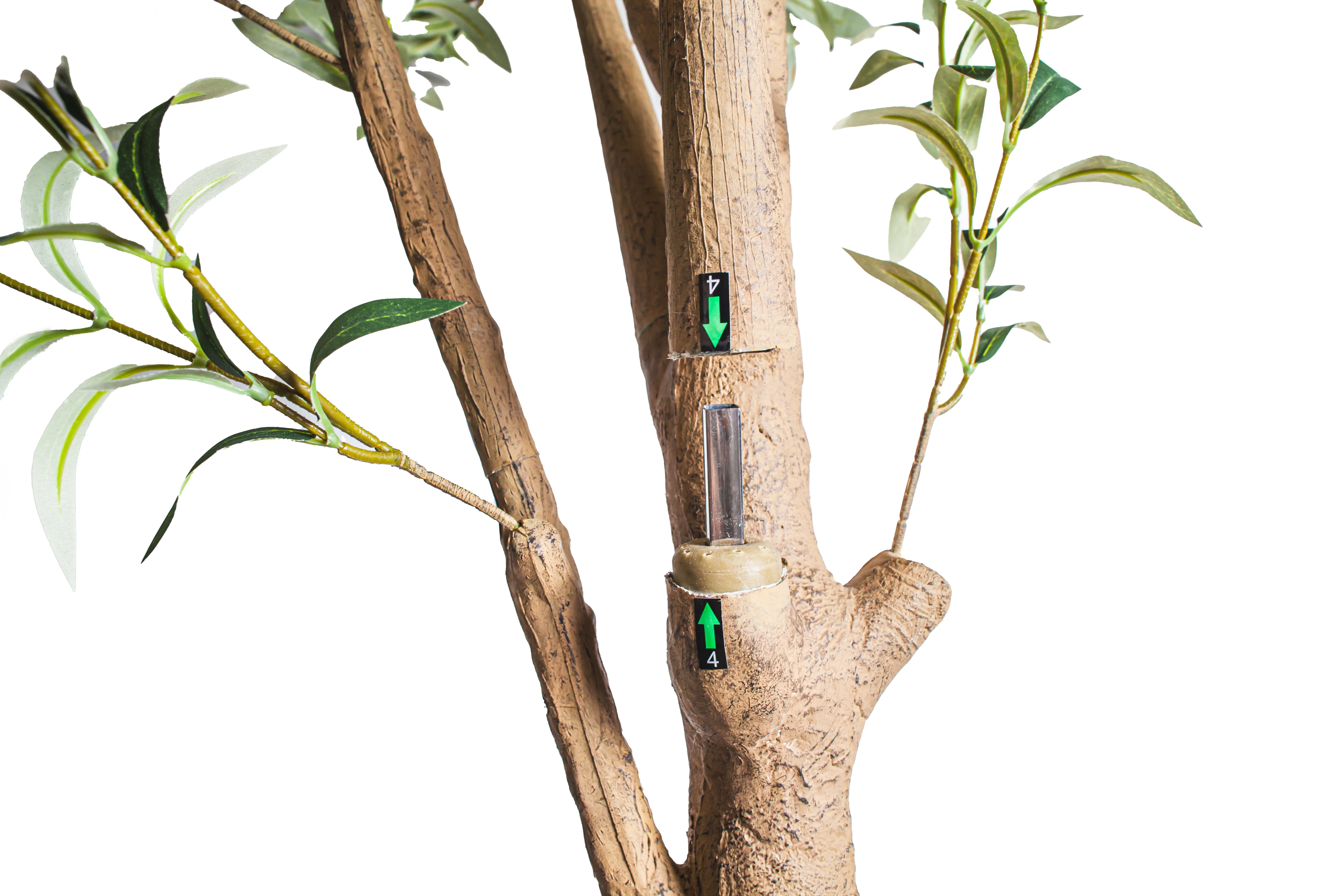 10' Olive Tree   FP1504 - Image 3