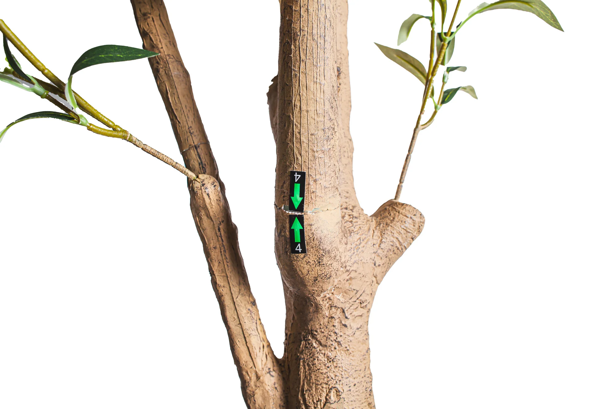 10' Olive Tree   FP1504 - Image 5