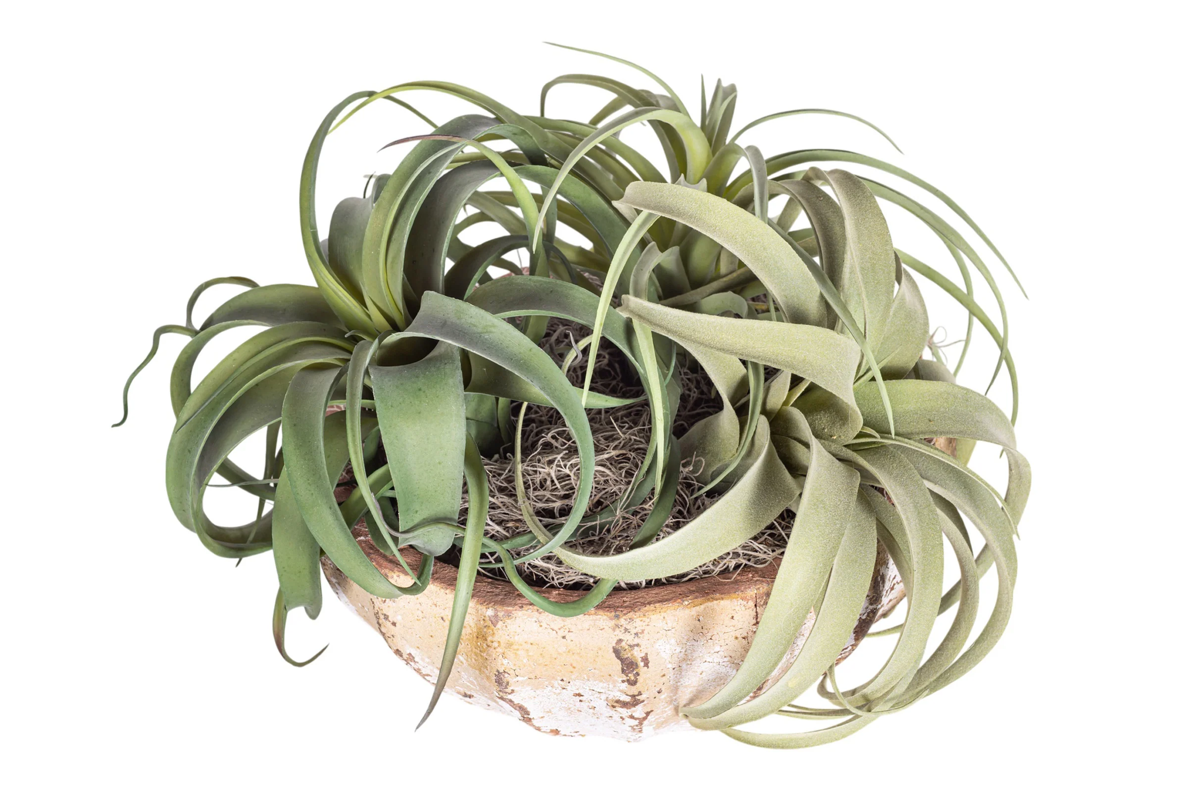 11" Ansel Bowl with Airplant Arrangement AR1611 - Image 3