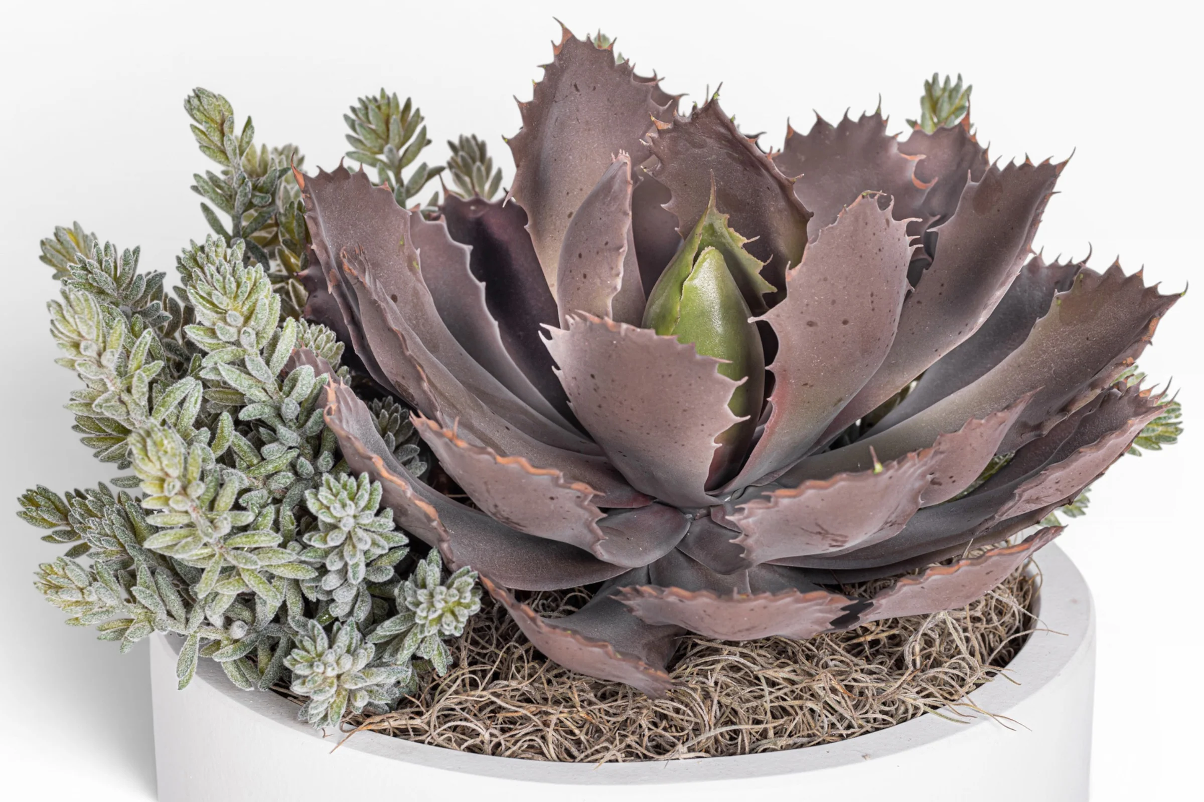 12" White Mack Compote with Succulent Arrangement AR1836 - Image 4