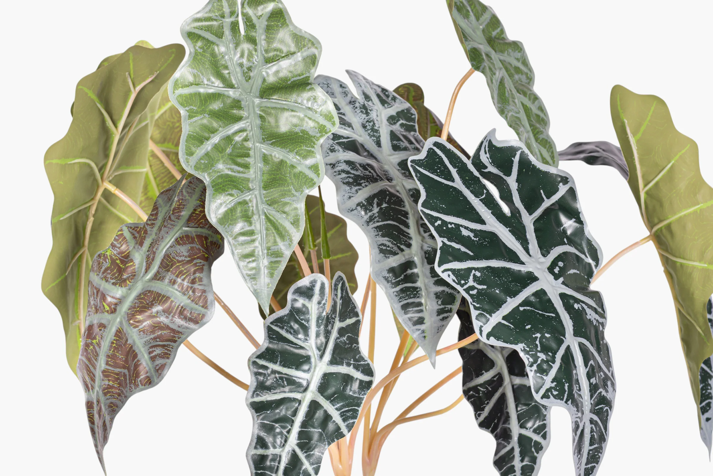 17" Variegated Alocasia Bush Stem - UV Treated ST1237 - Image 2