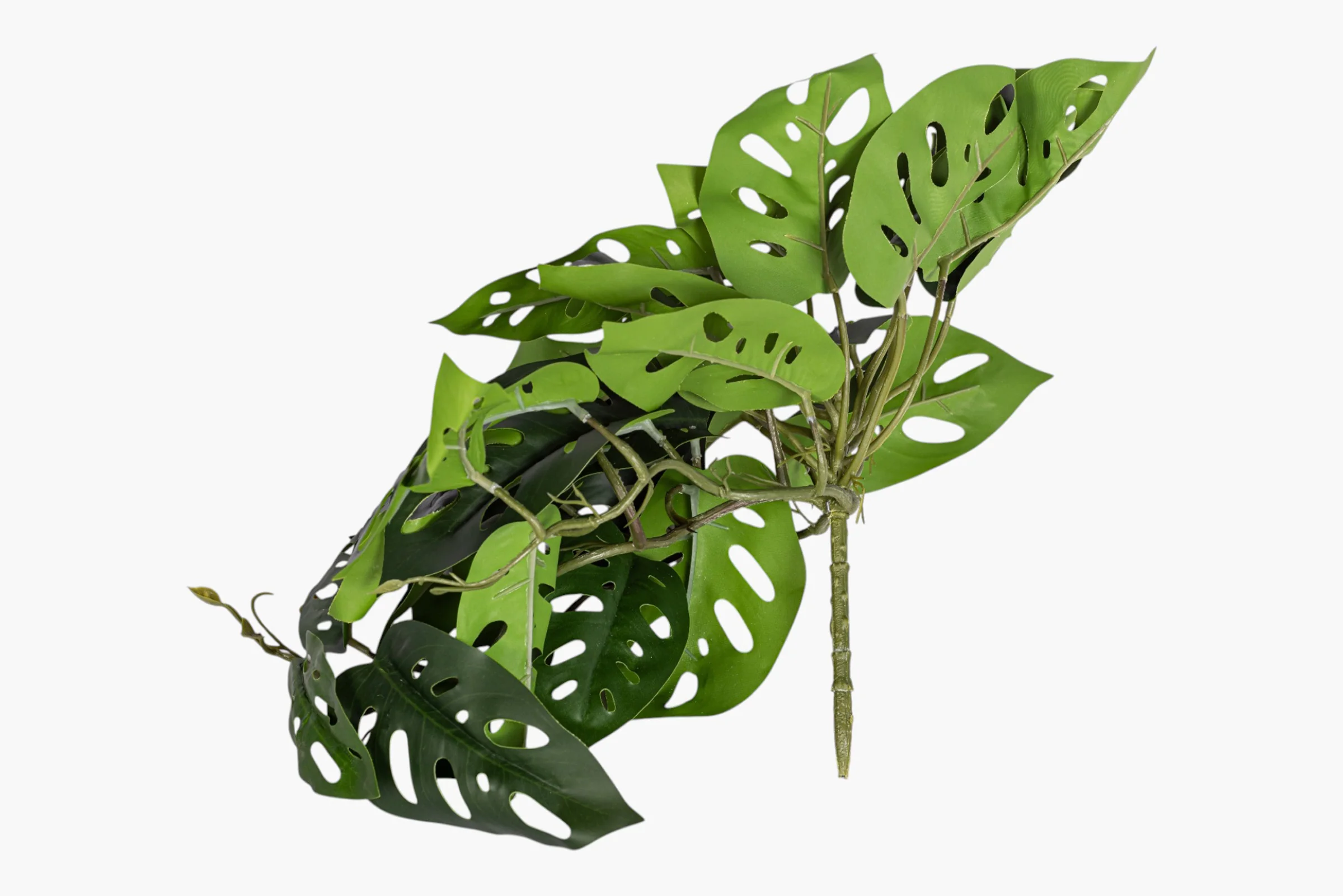 19" Andanson's Monstera Hanging Stem ST1243 - Image 3