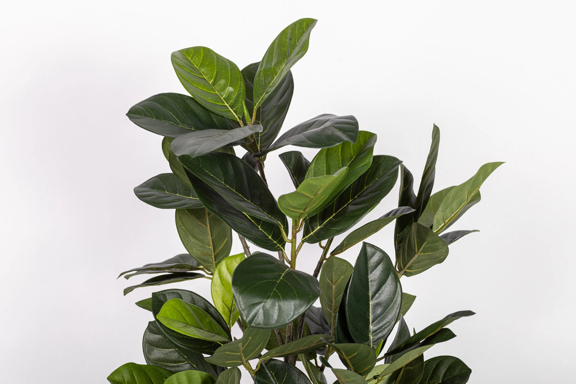 19" Artocarpus Potted Plant PP1067 - Image 3