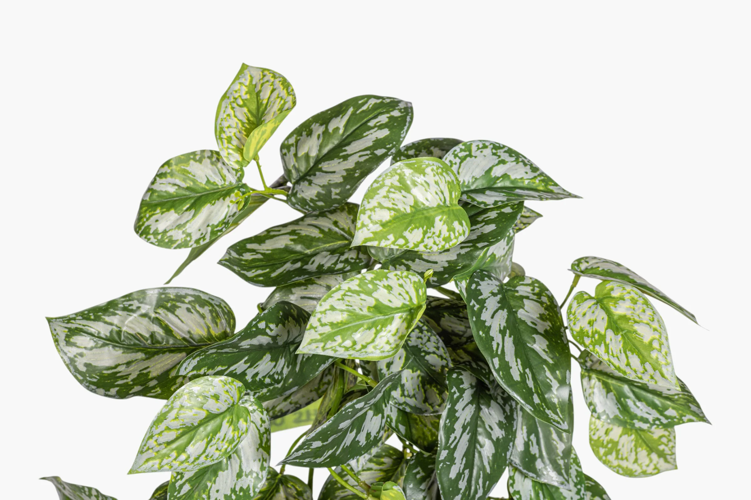 19" Hanging Pothos Stem Variegated - UV Treated ST1232UV - Image 2