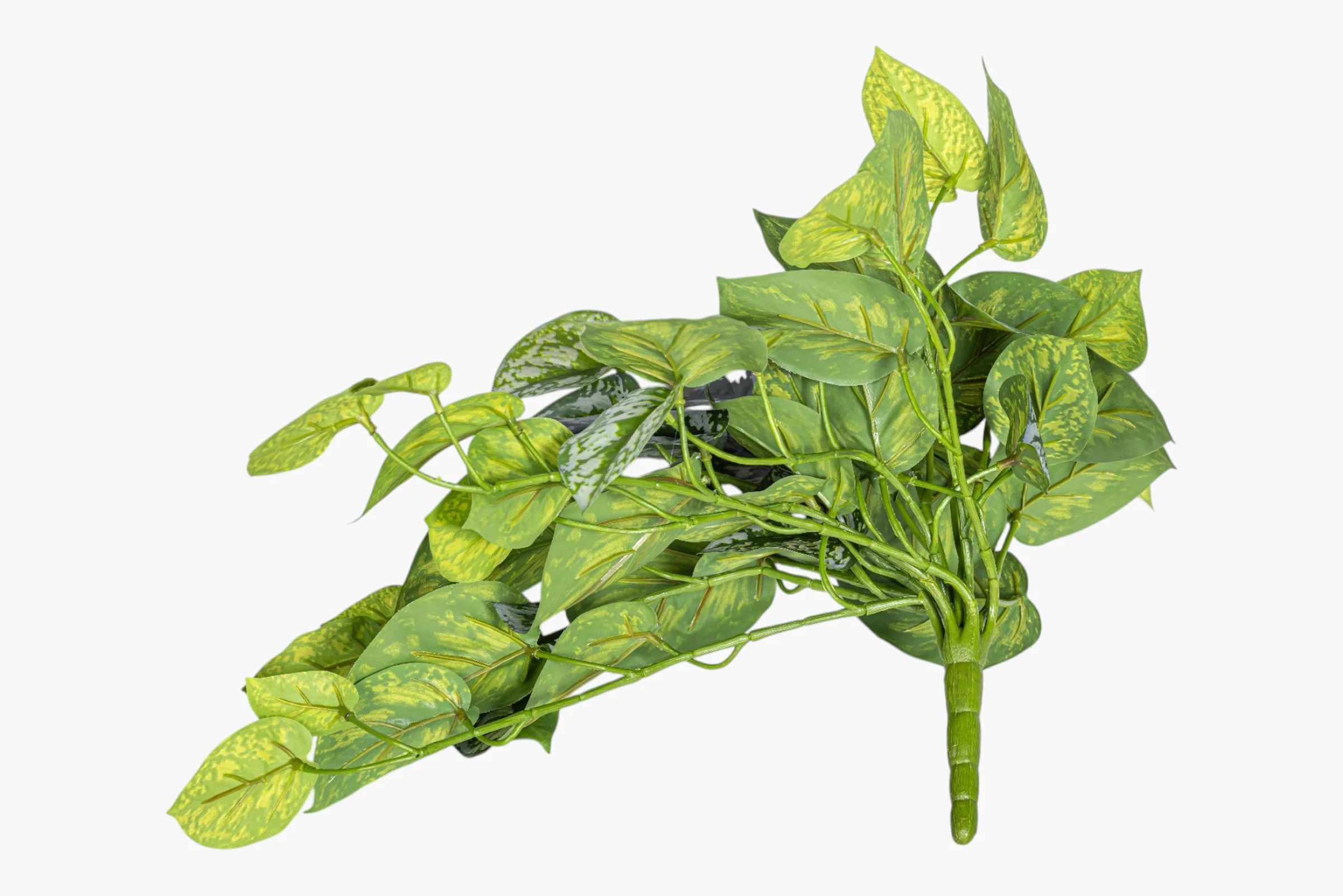 19" Hanging Pothos Stem Variegated - UV Treated ST1232UV - Image 3