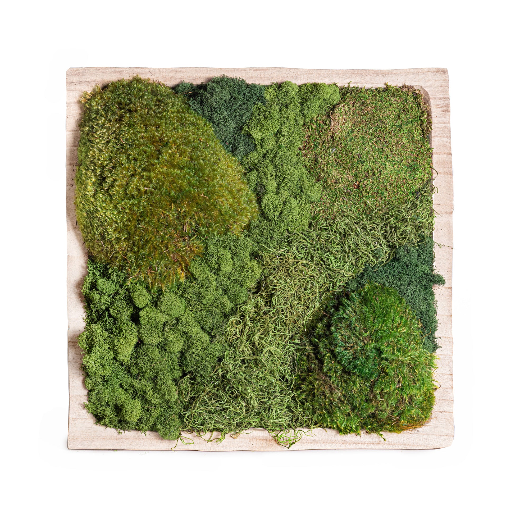 19" Sedona Square Bowl with Mixed Moss   AR1126