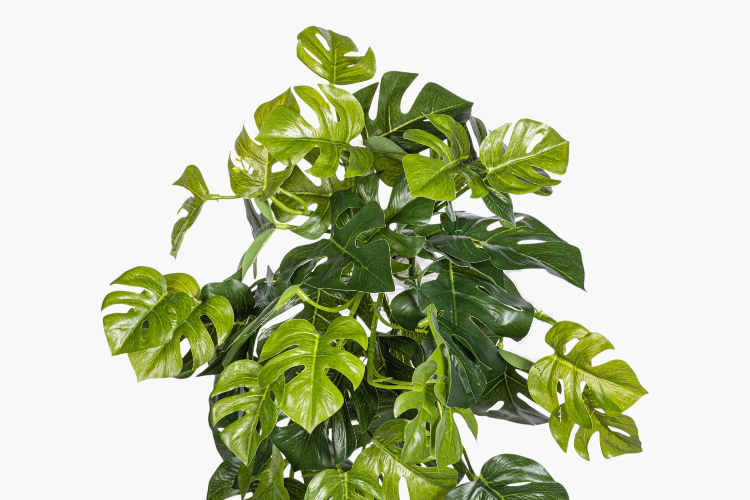 19" Split Philodendron Hanging Stem - UV Treated ST1234UV - Image 2