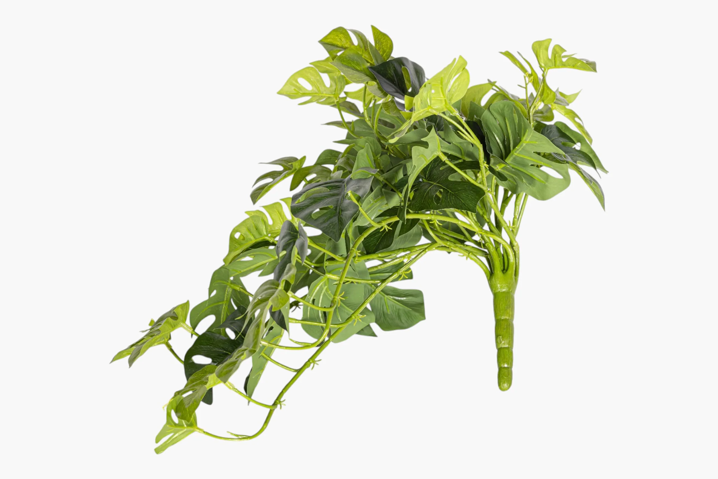 19" Split Philodendron Hanging Stem - UV Treated ST1234UV - Image 3