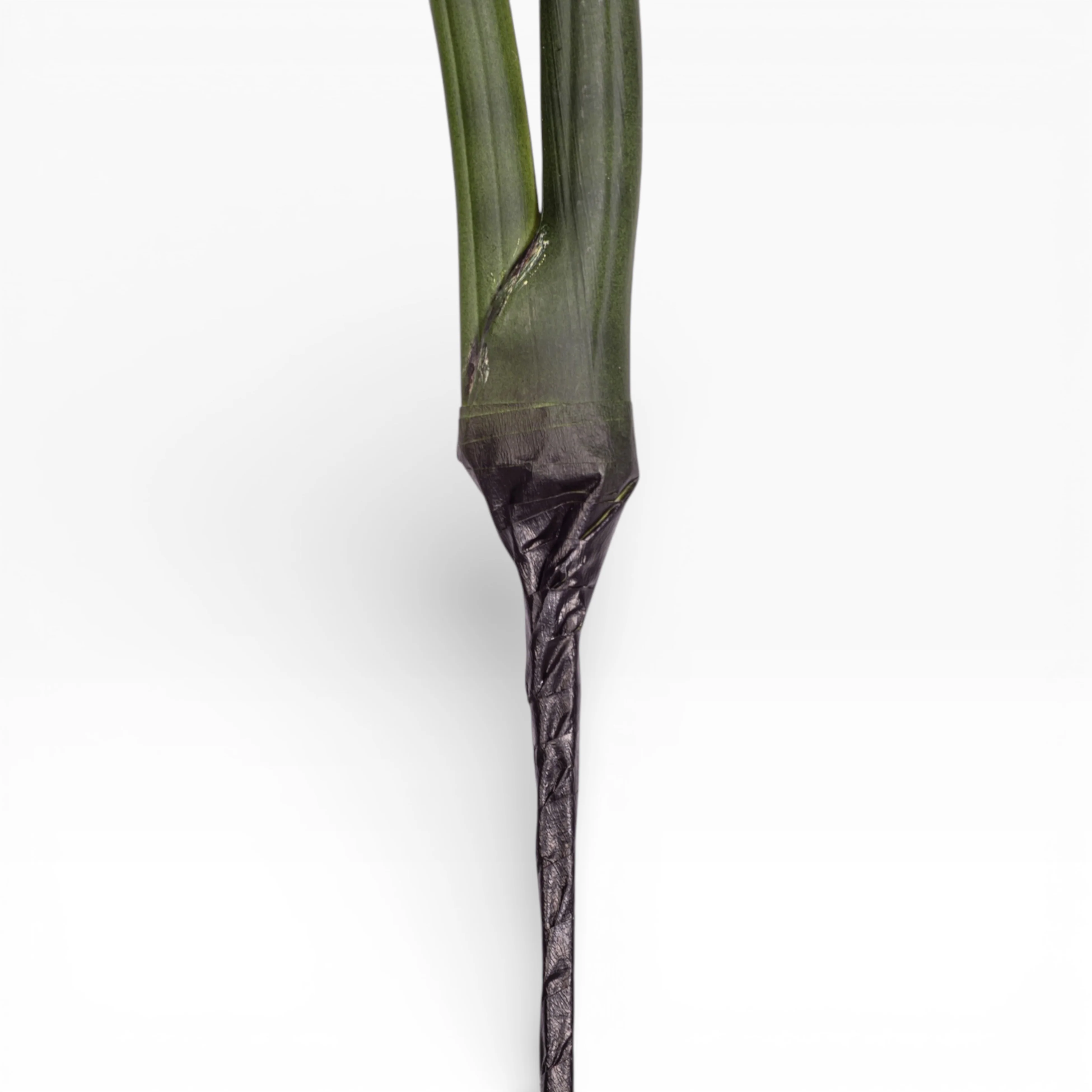 20.5" Sanseveria Stem    ST1197GR - Image 3