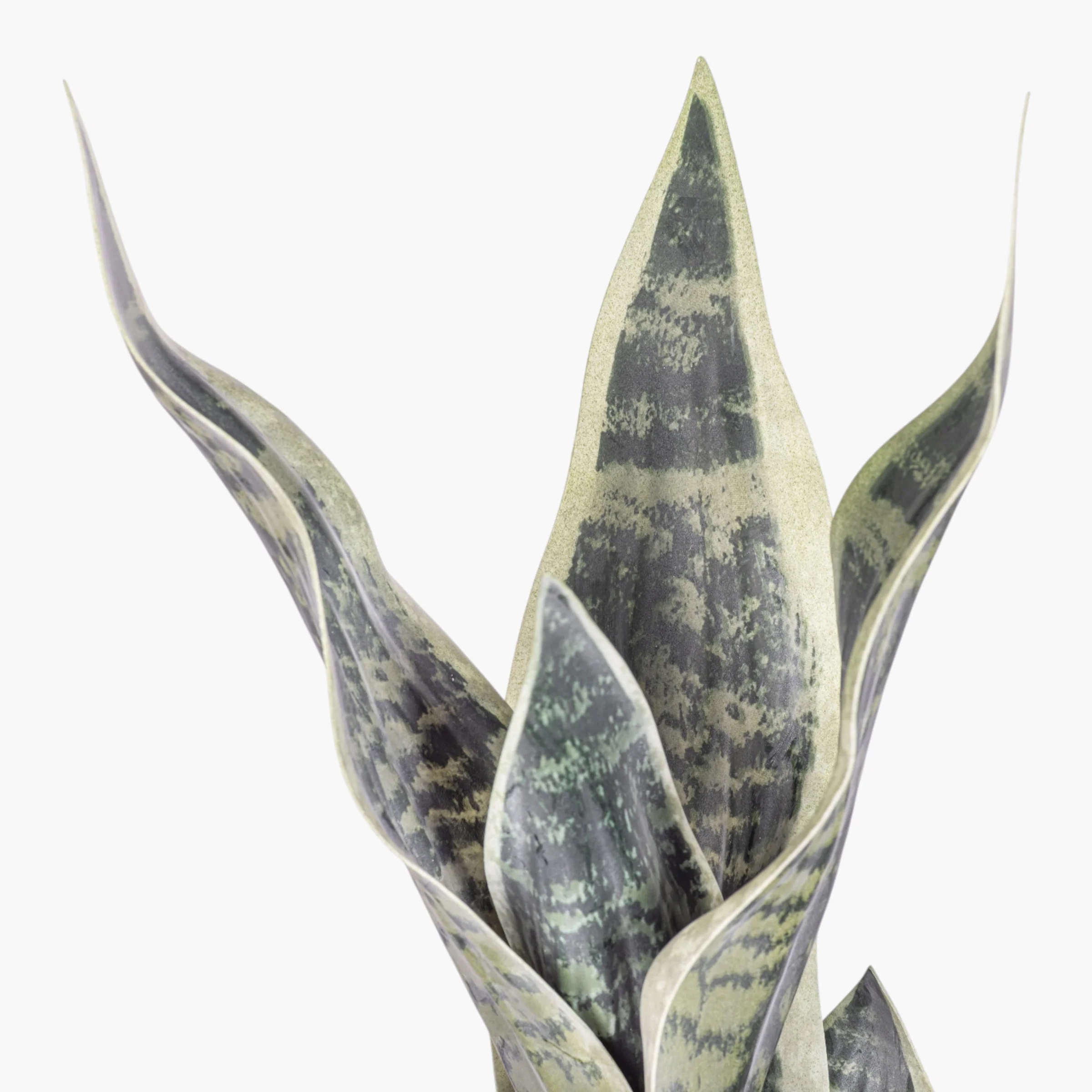 21" Sanseveria Stem ST1250 - Image 2