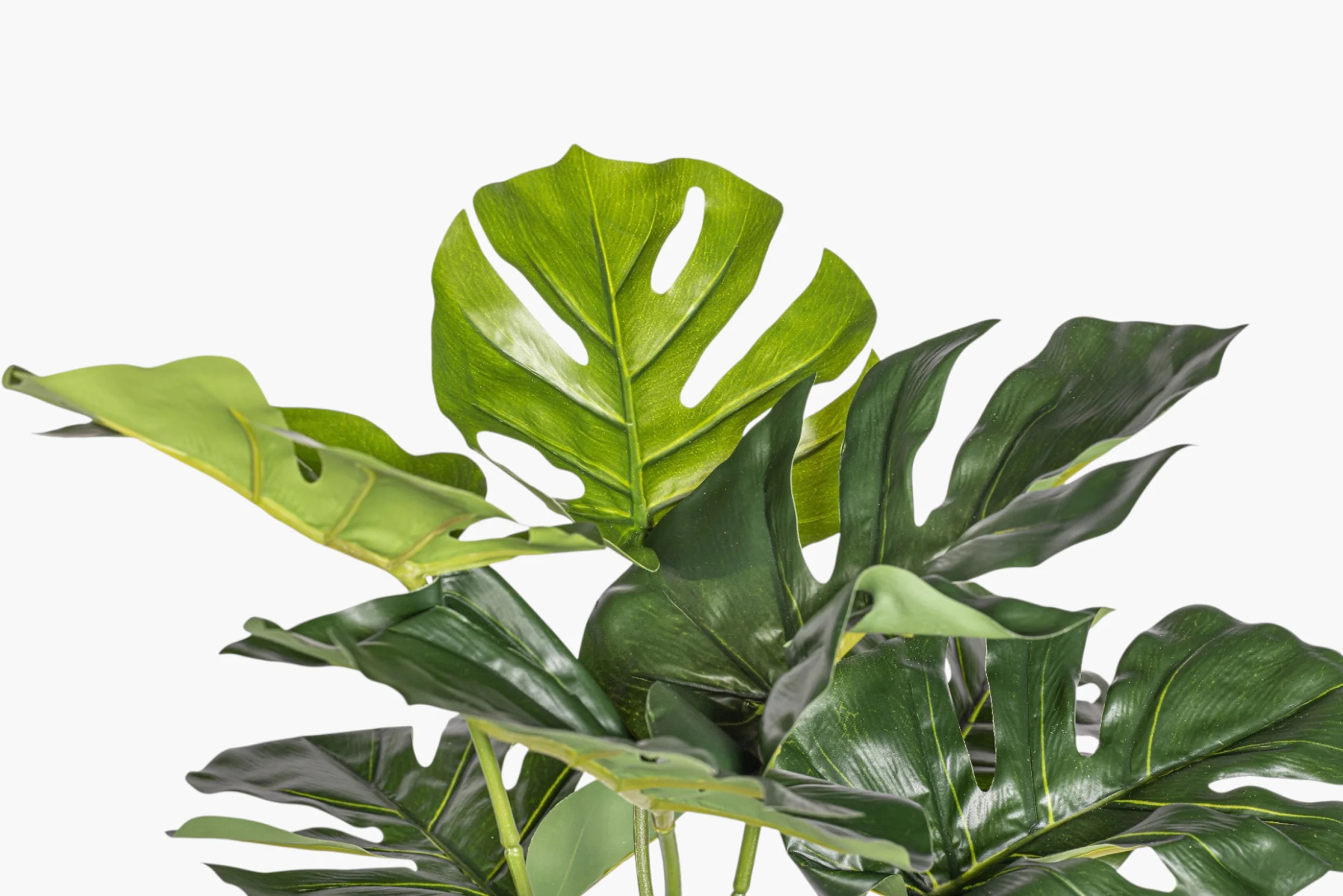21" Split Philodendron Bush Stem - UV Treated ST1241 - Image 2