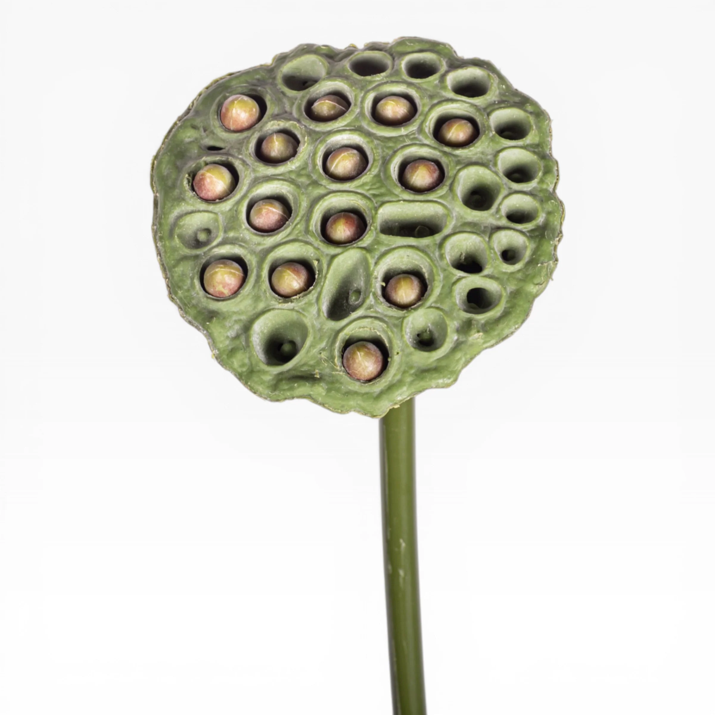 24" Lotus Seed Stem ST1223