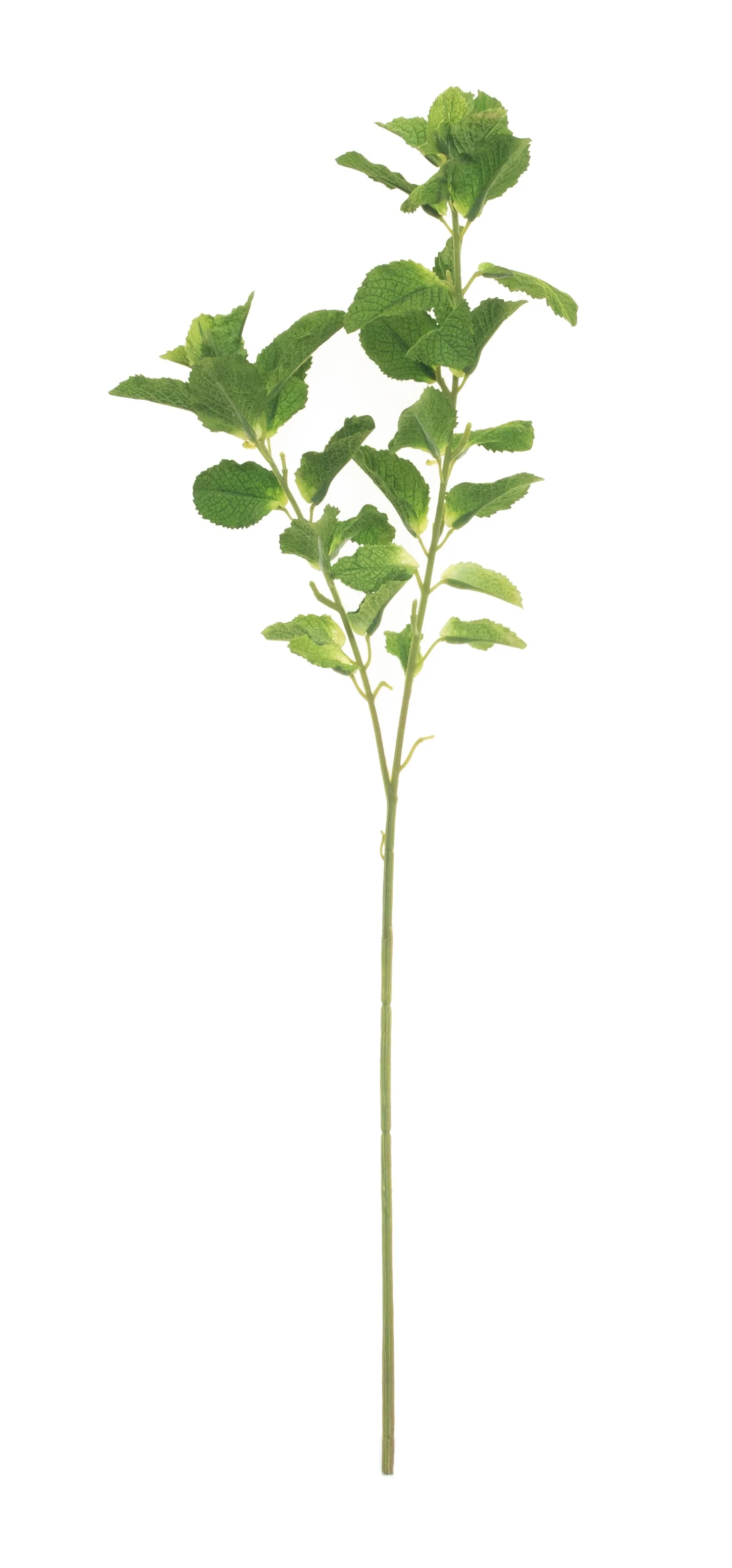 25" Golden Mint Leaves ST1057