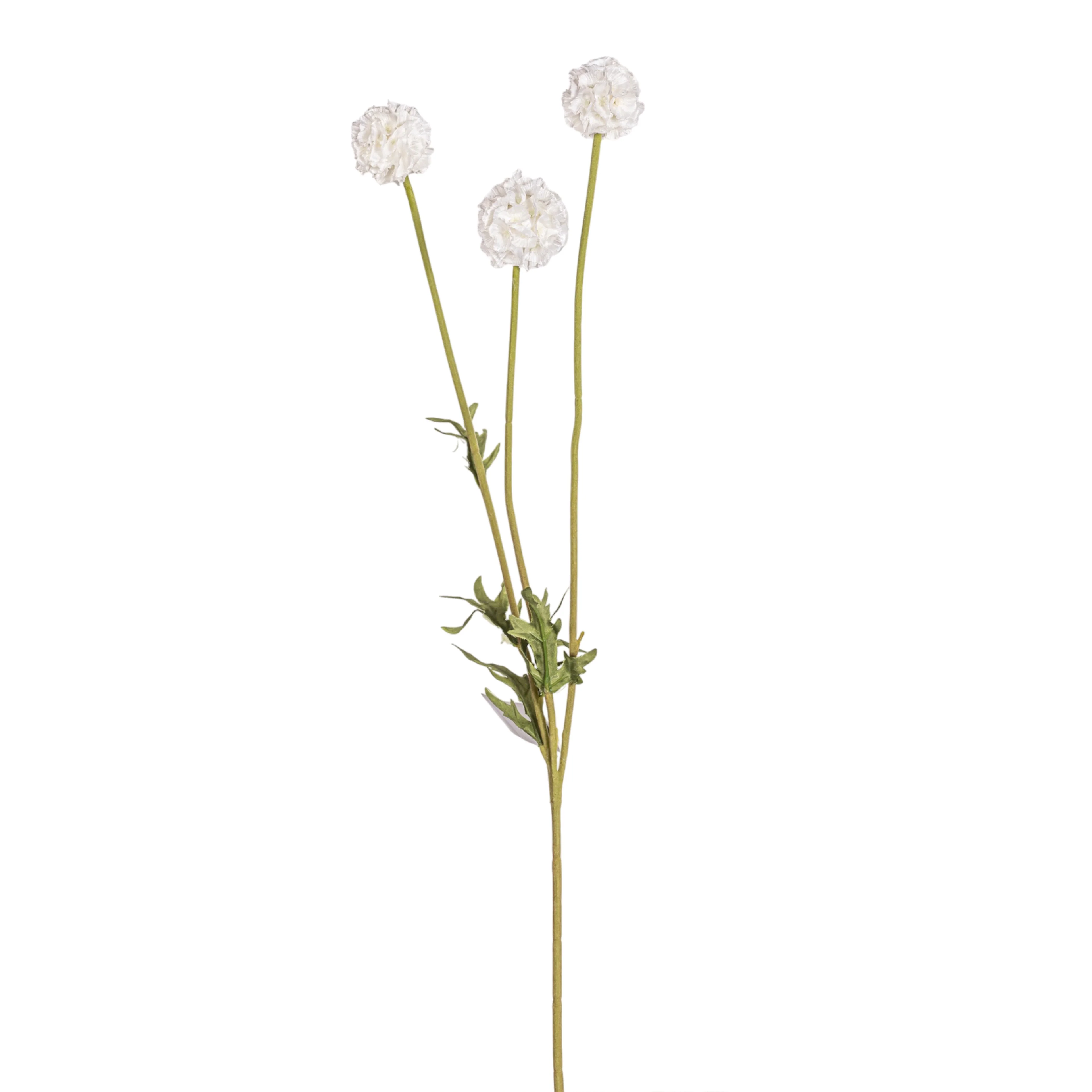 24" White Scabiosa Pod Stem   FL1085