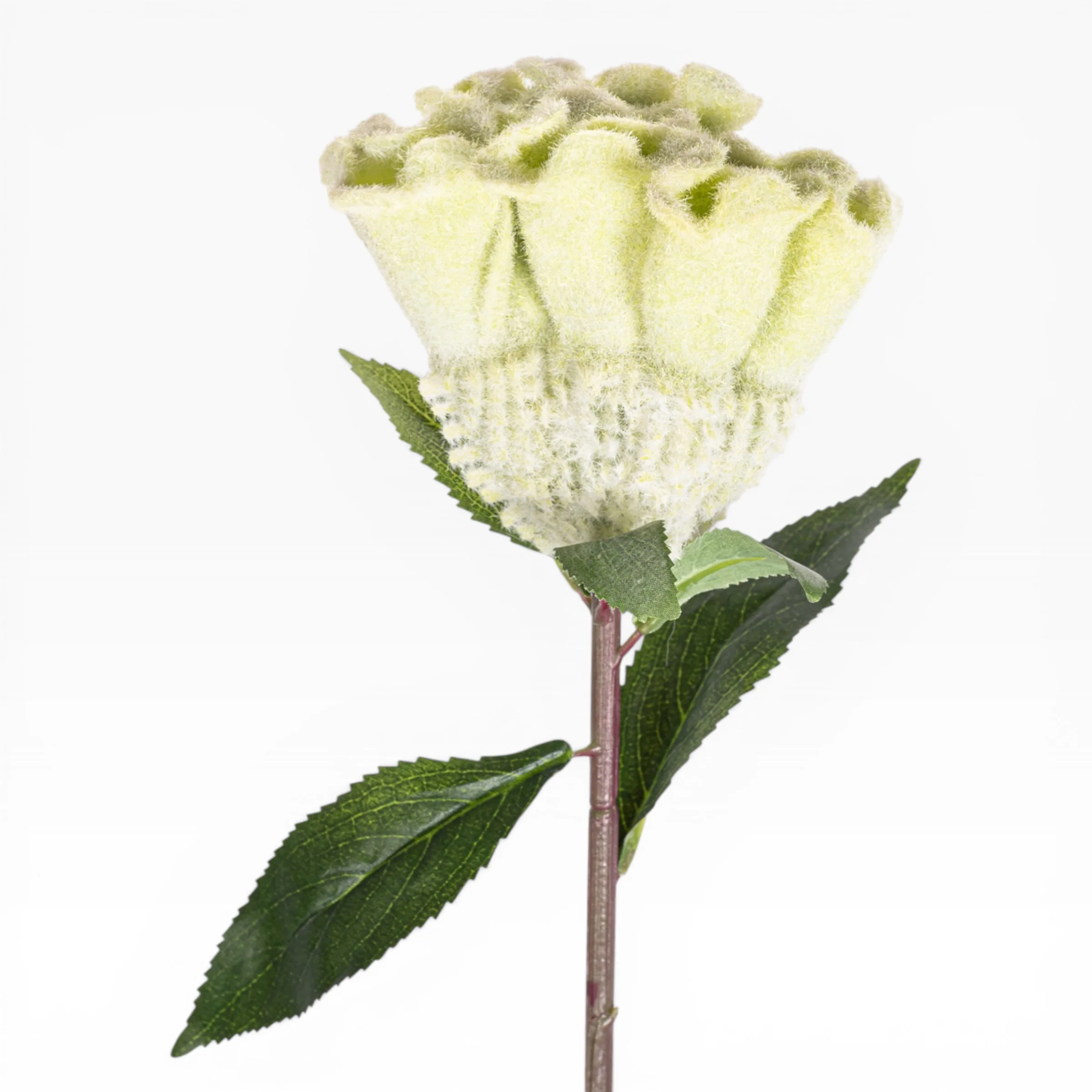 26" Celosia Stem  FL1084