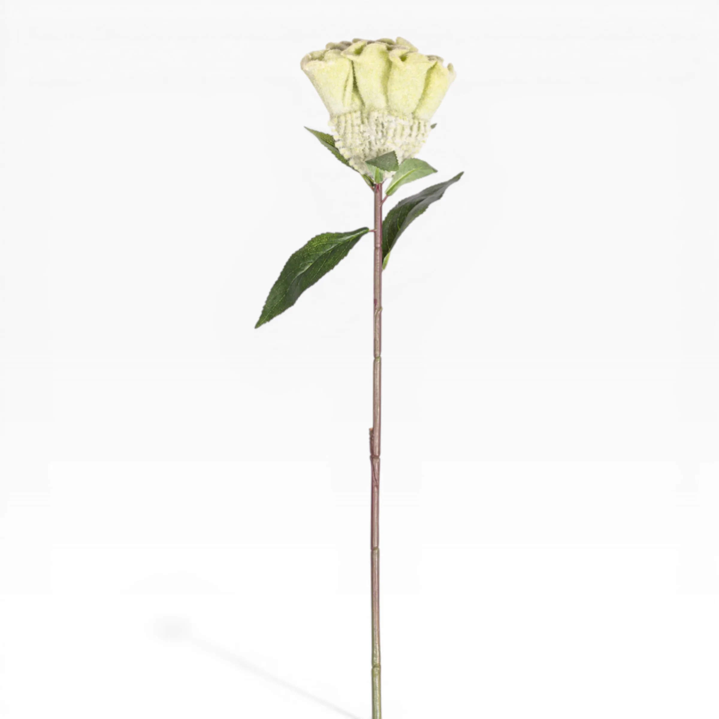26" Celosia Stem  FL1084 - Image 2