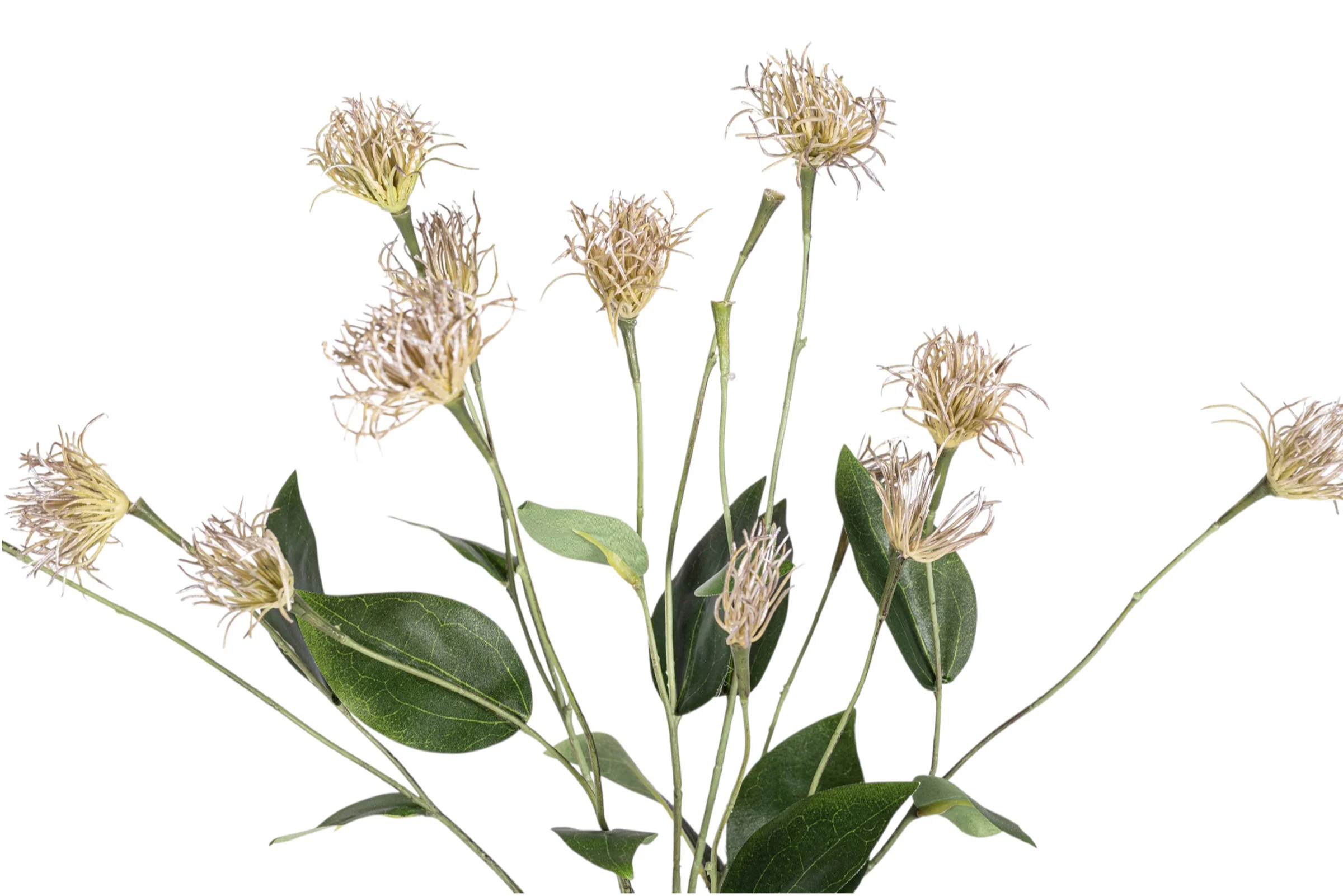 27" Clematis Pod Stem Bundle ST1204 - Image 2