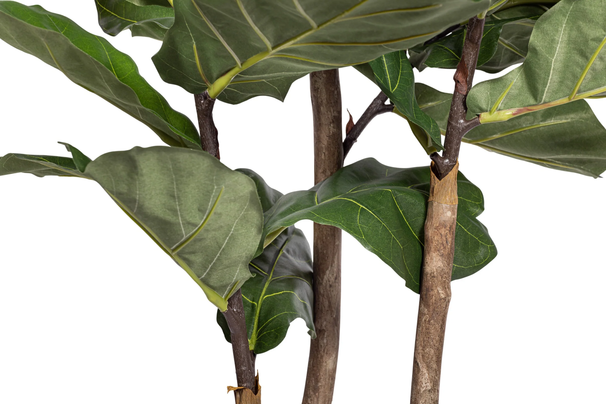 7' Fiddle Leaf Fig Tree   FP1406 - Image 3
