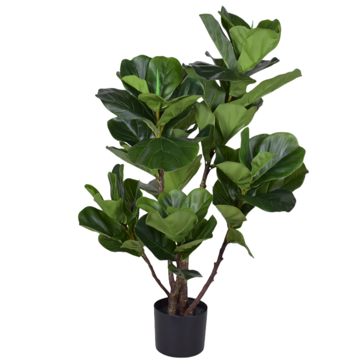 3' Fiddle Leaf Fig FP1333 - Image 2