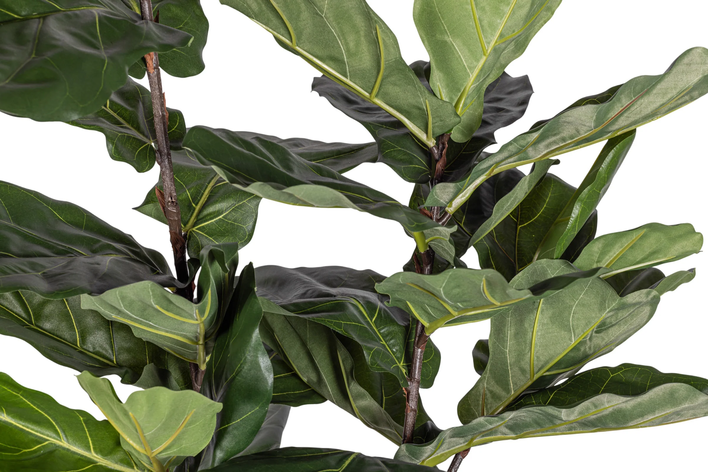 6' Fiddle Leaf Fig Tree FP1405 - Image 4
