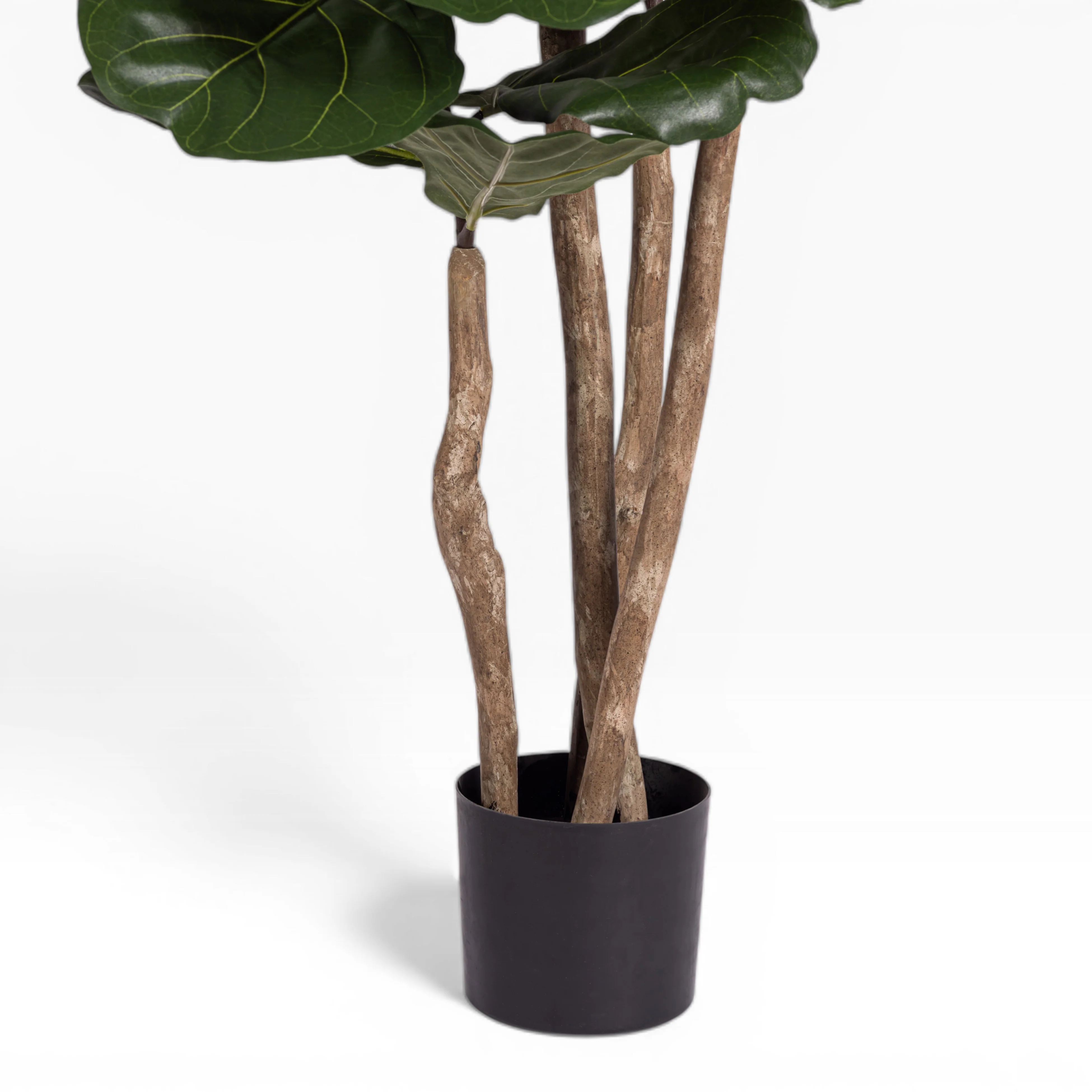 6' Fiddle Leaf Fig Tree FP1408 - Image 3