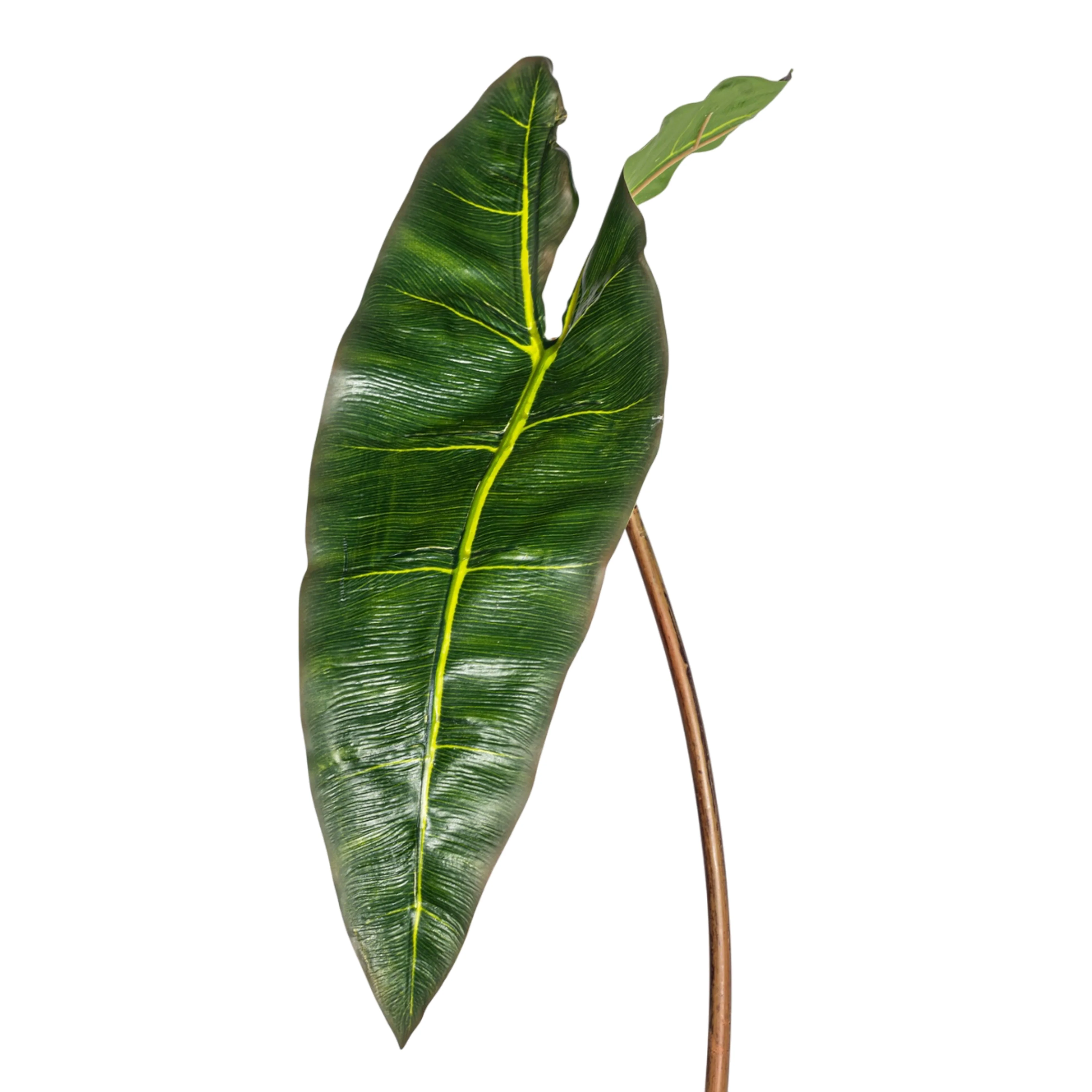 32" Philodendron Spiritus Stem ST1212