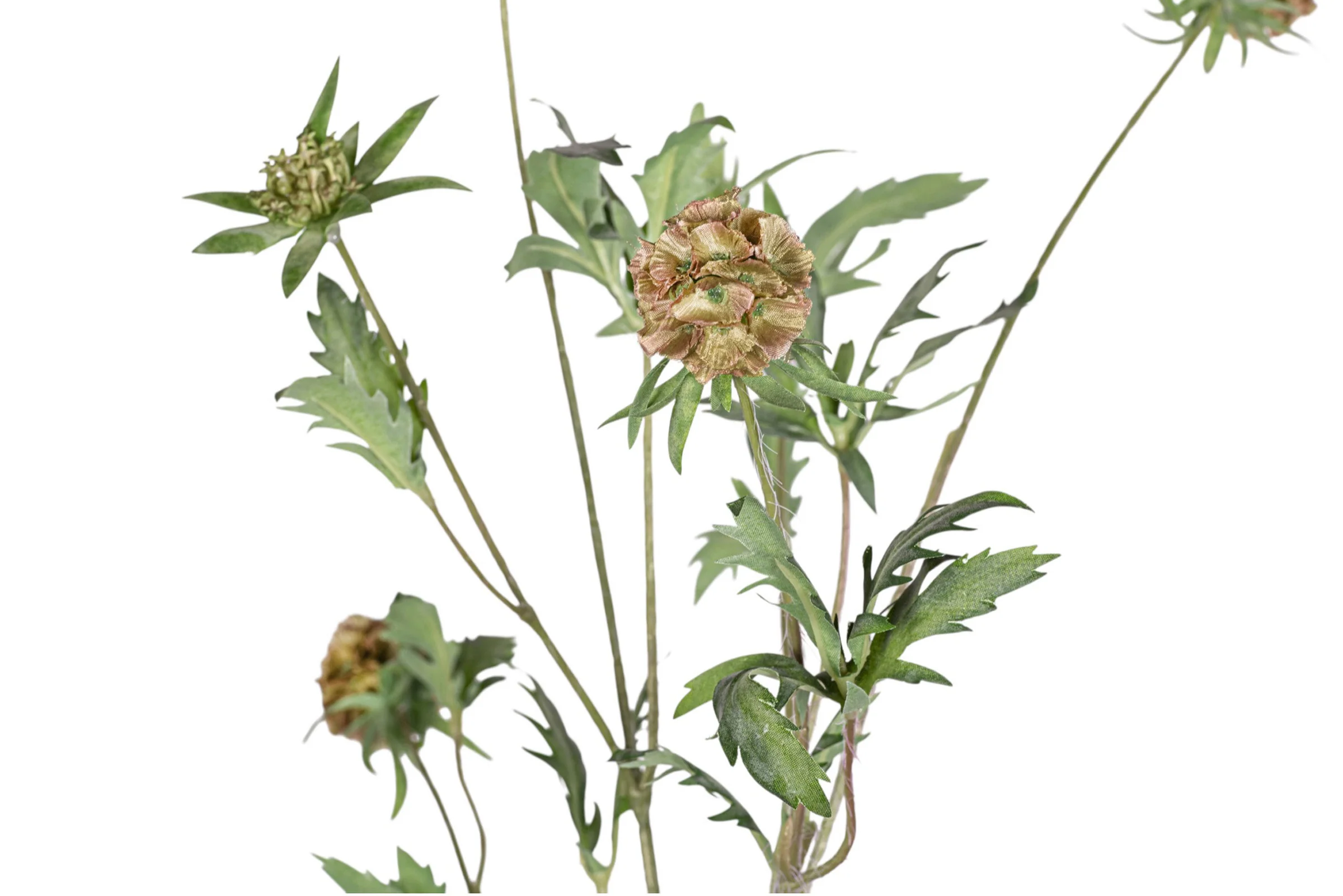 37" Scabiosa Pod Stem   FL1081 - Image 2