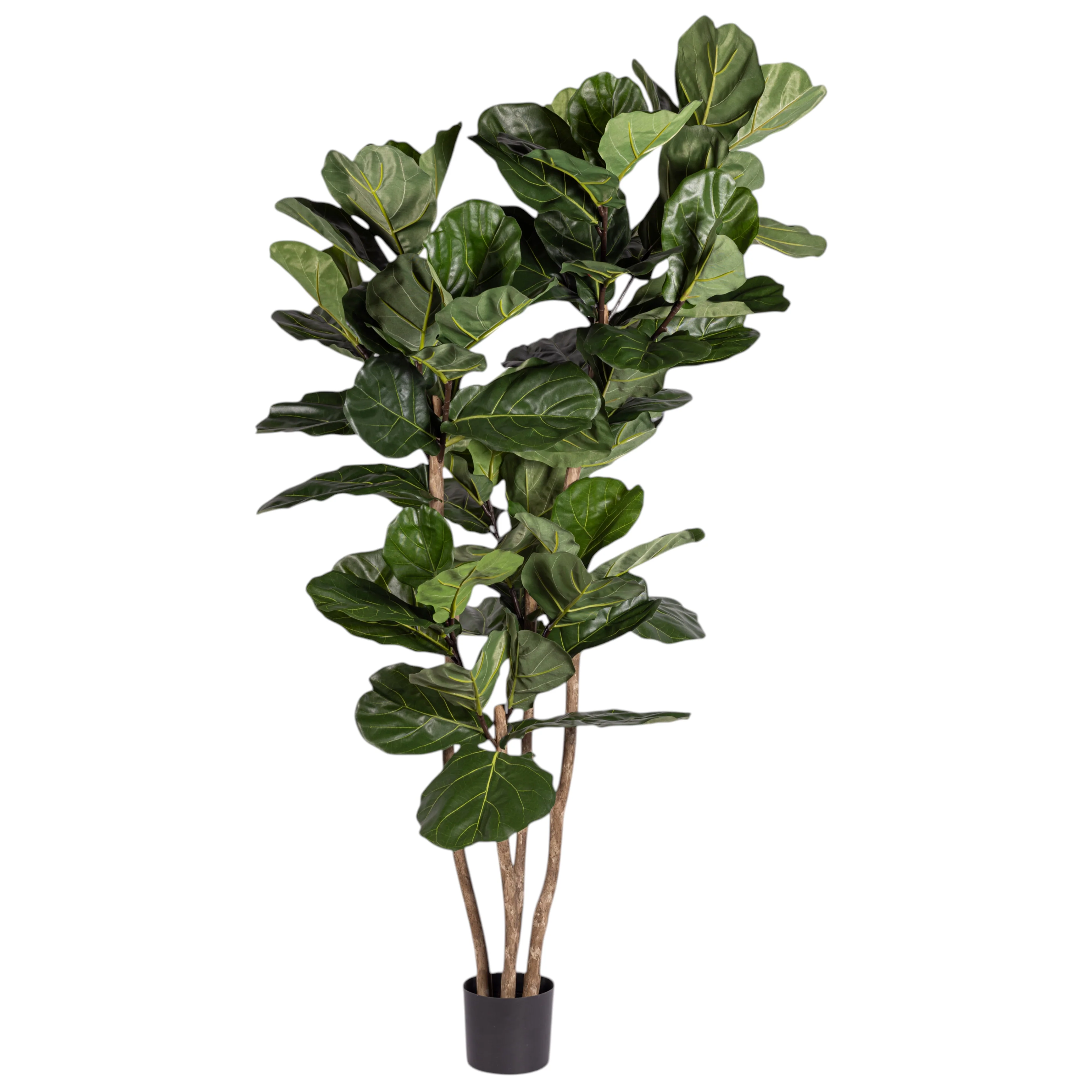 6' Fiddle Leaf Fig Tree FP1400