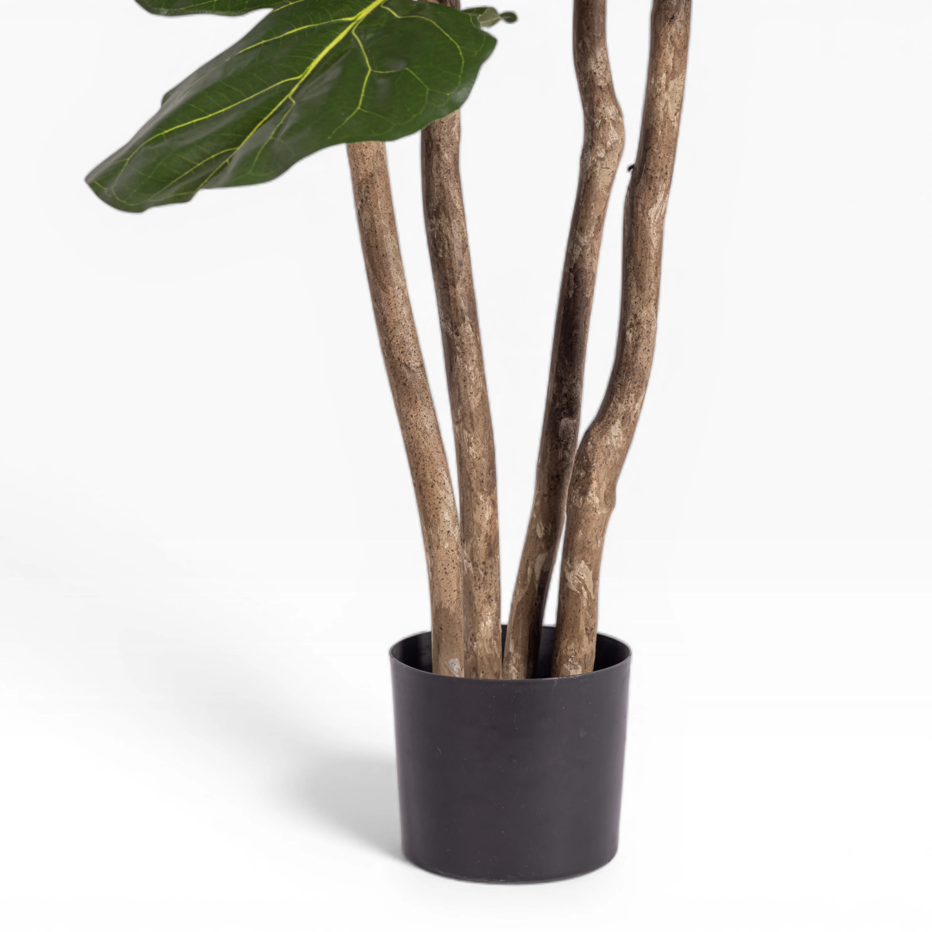 6' Fiddle Leaf Fig Tree FP1400 - Image 2