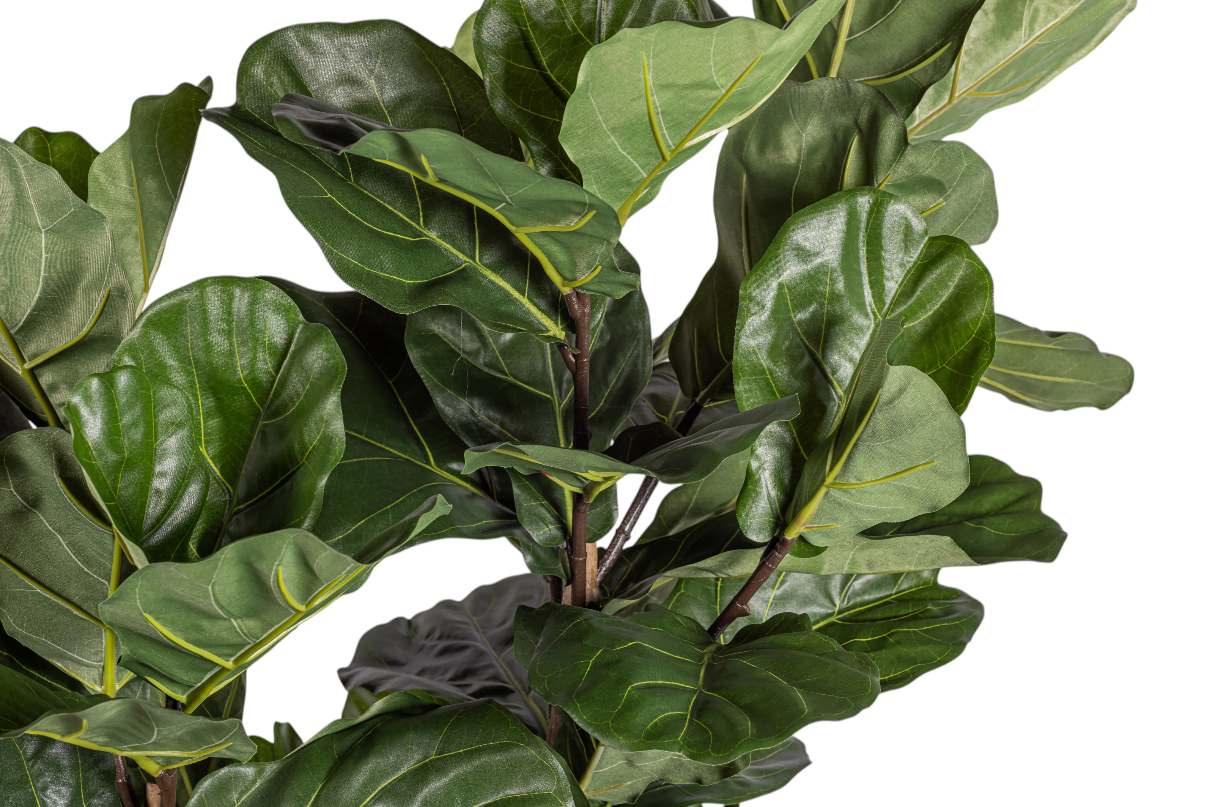 6' Fiddle Leaf Fig Tree FP1400 - Image 3