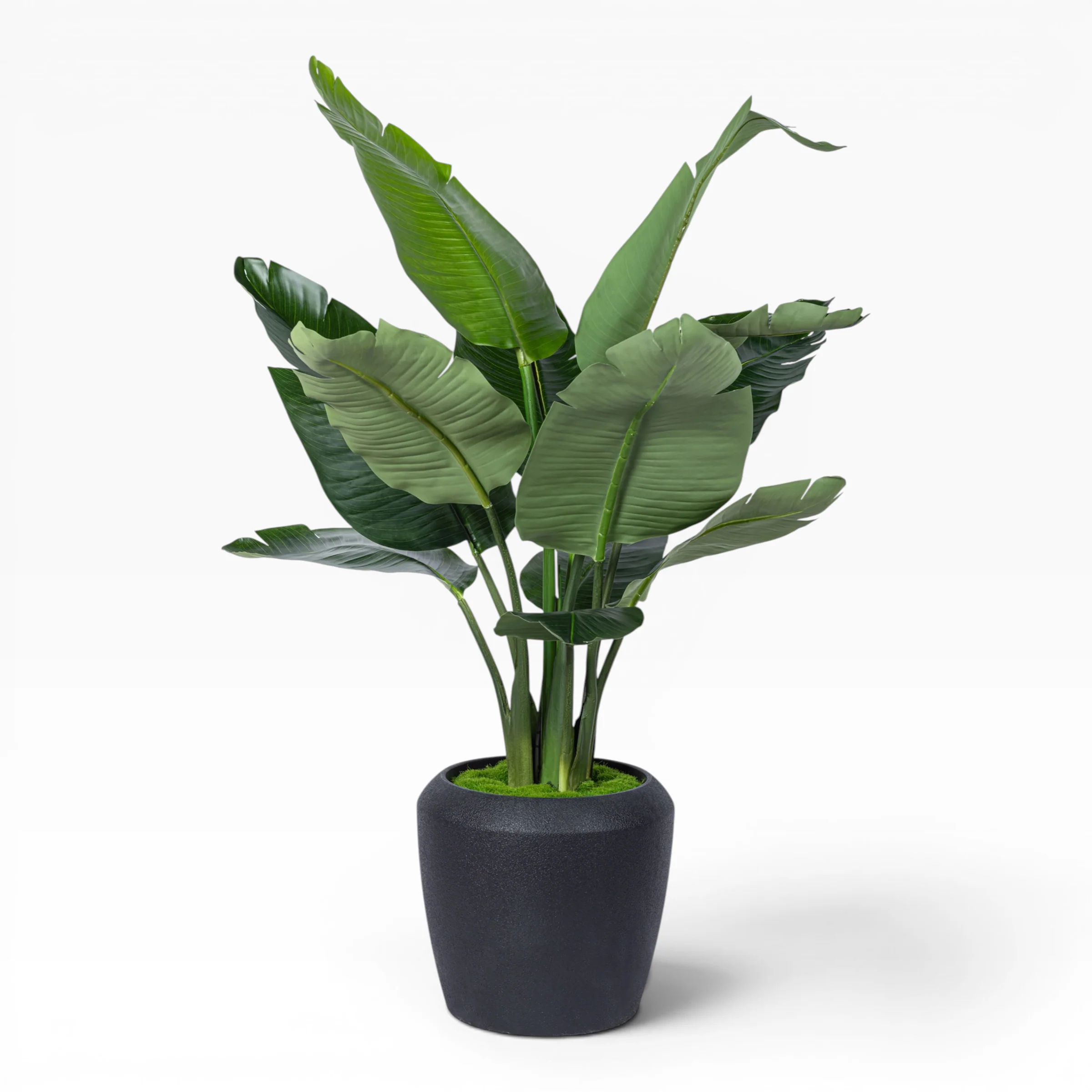 4' Bird of Paradise in Tapered Pot with Green Moss FP1417