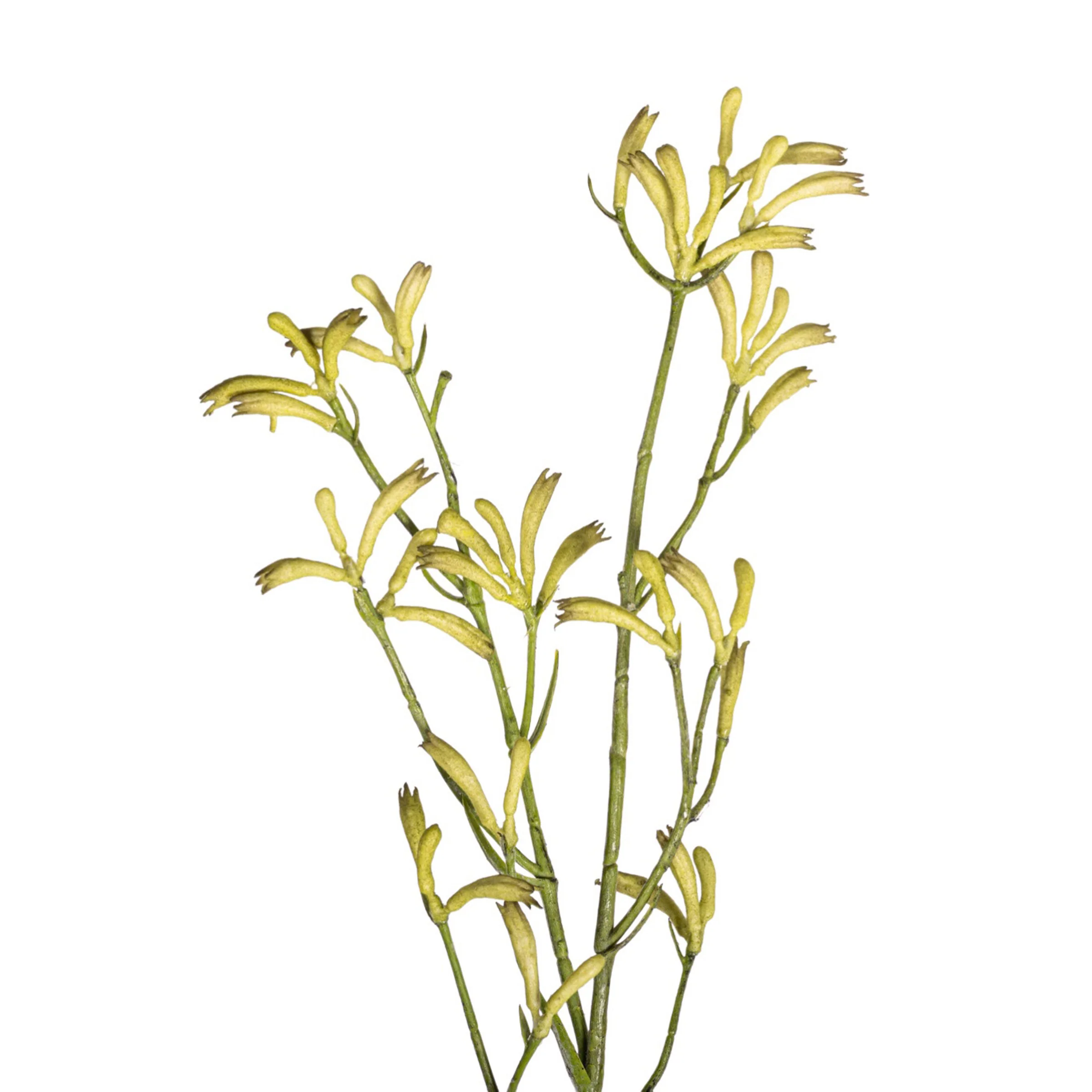 40" Kangaroo Paw - Green ST1217 - Image 2