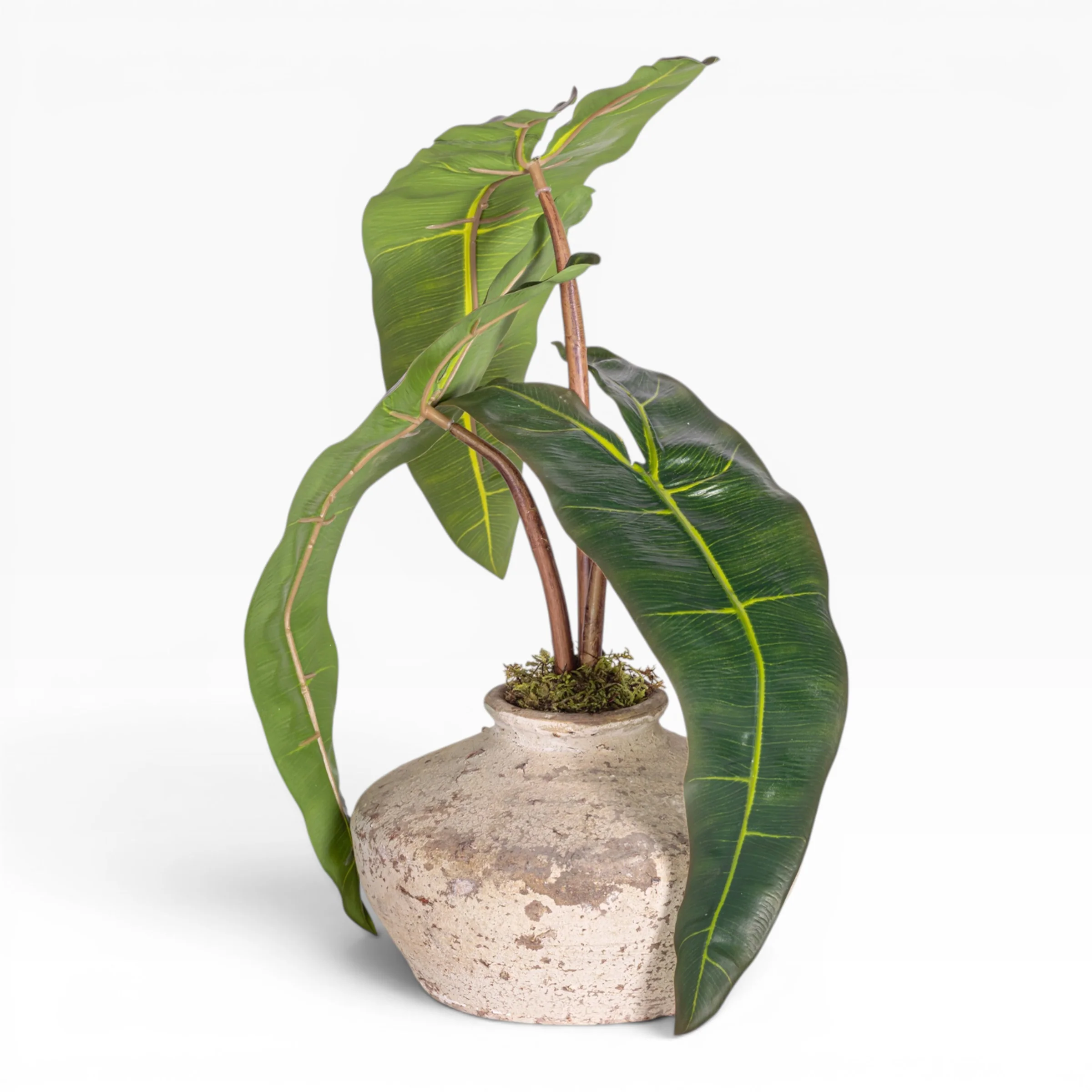 7" Loen Pot with Philodendron Stem Arrangement AR1169 - Image 3