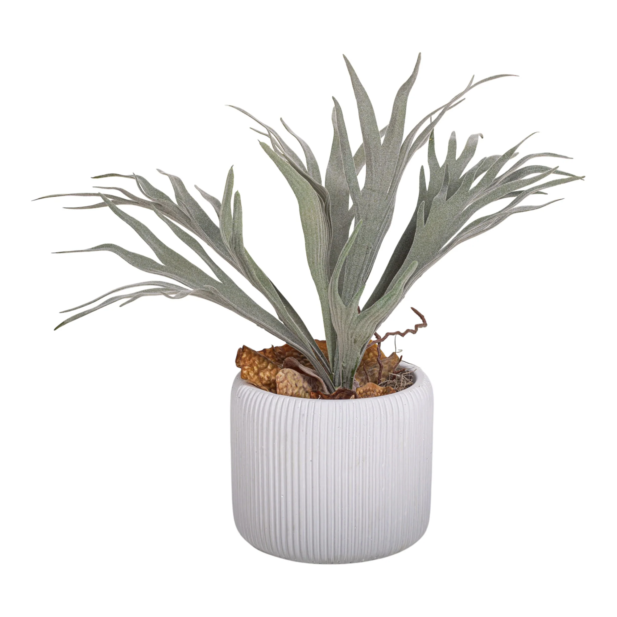 5" Lola Pot with Staghorn Arrangement AR1159