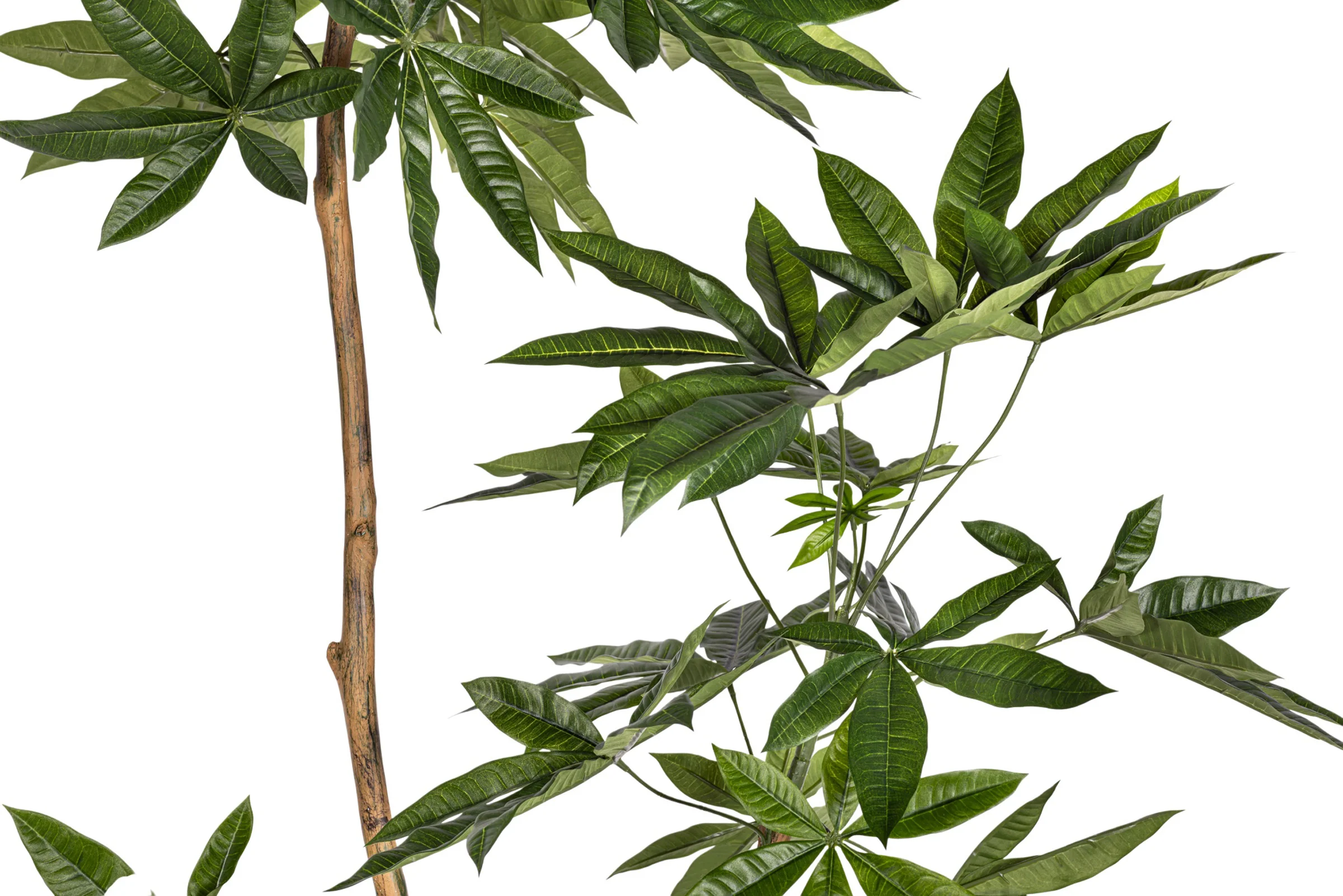 6' Money Tree FP1413 - Image 4
