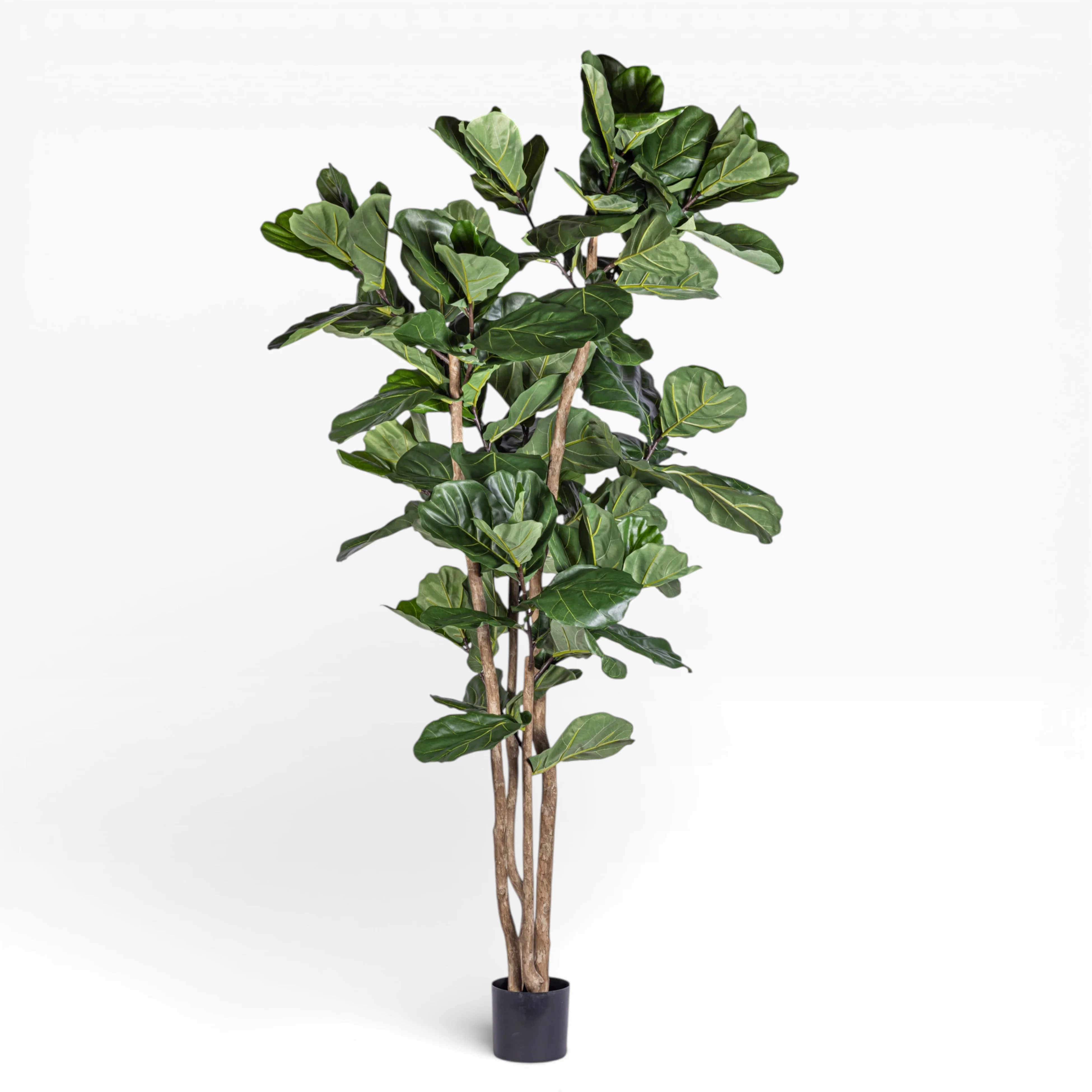 8' Fiddle Leaf Fig Tree   FP1401 - Image 2