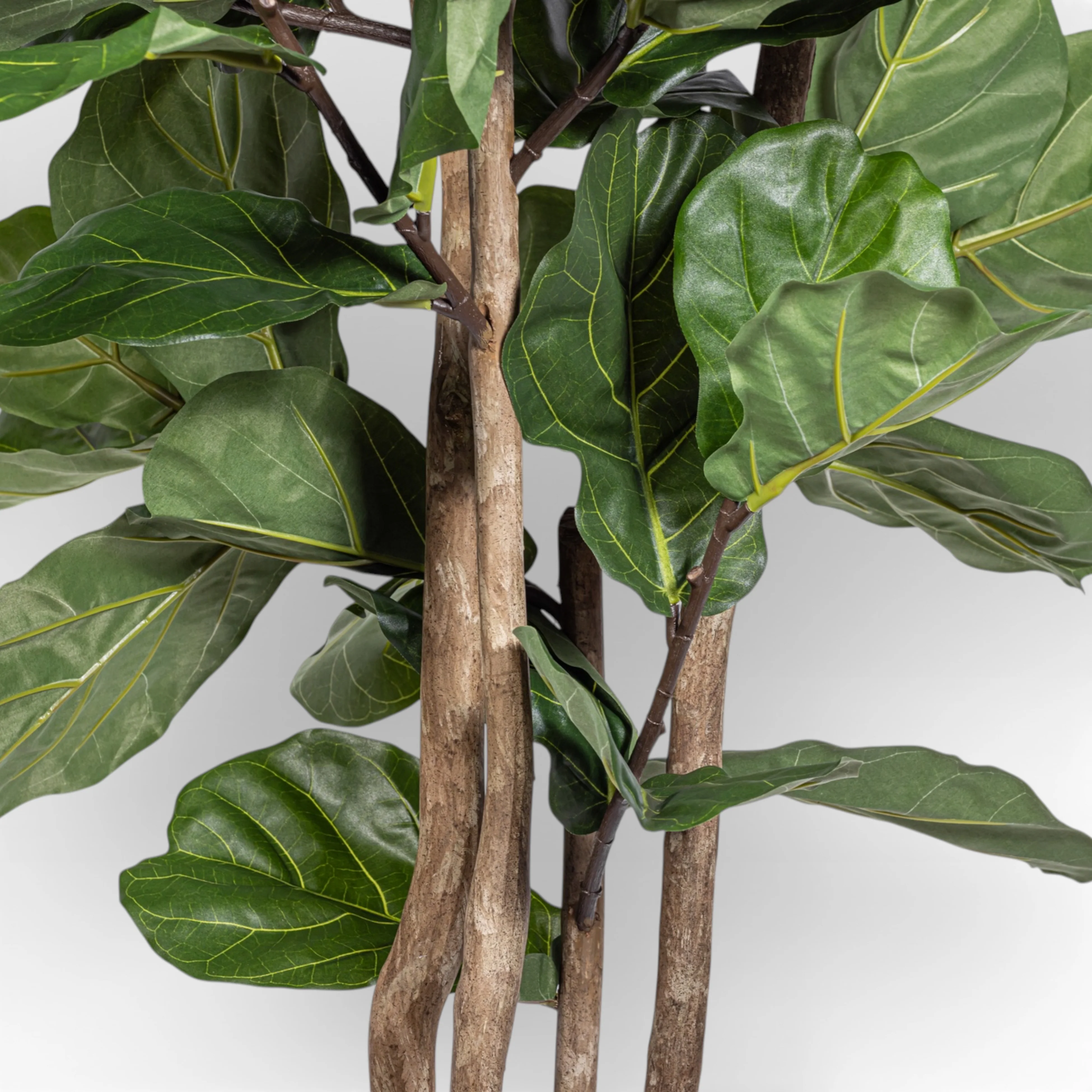 8' Fiddle Leaf Fig Tree   FP1401 - Image 3