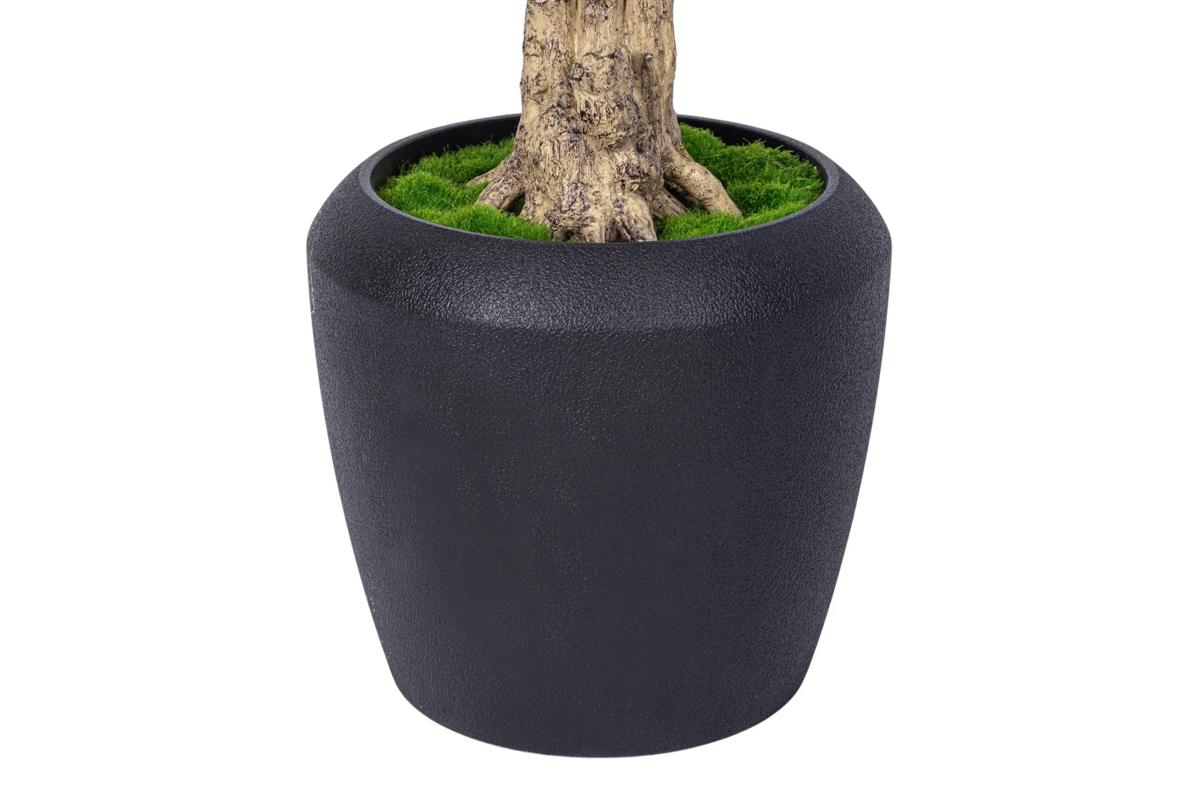 7' Dracaena Marginata in Round Tapered Pot FP1416 - Image 3