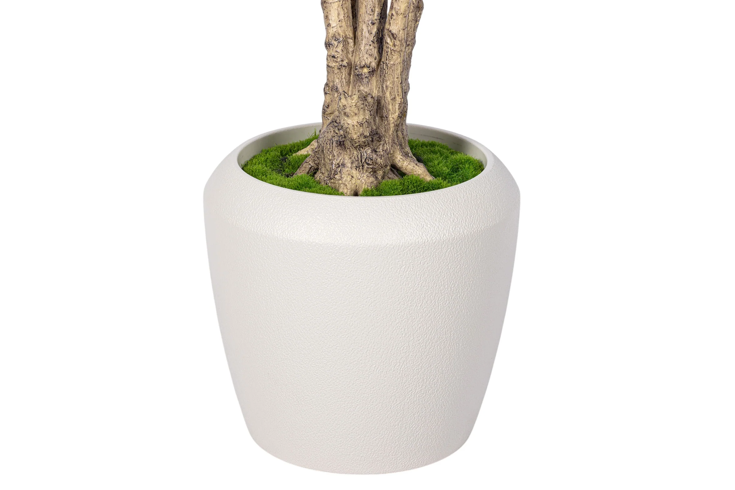 7' Dracaena Marginata in Round Tapered Pot FP1416 - Image 4