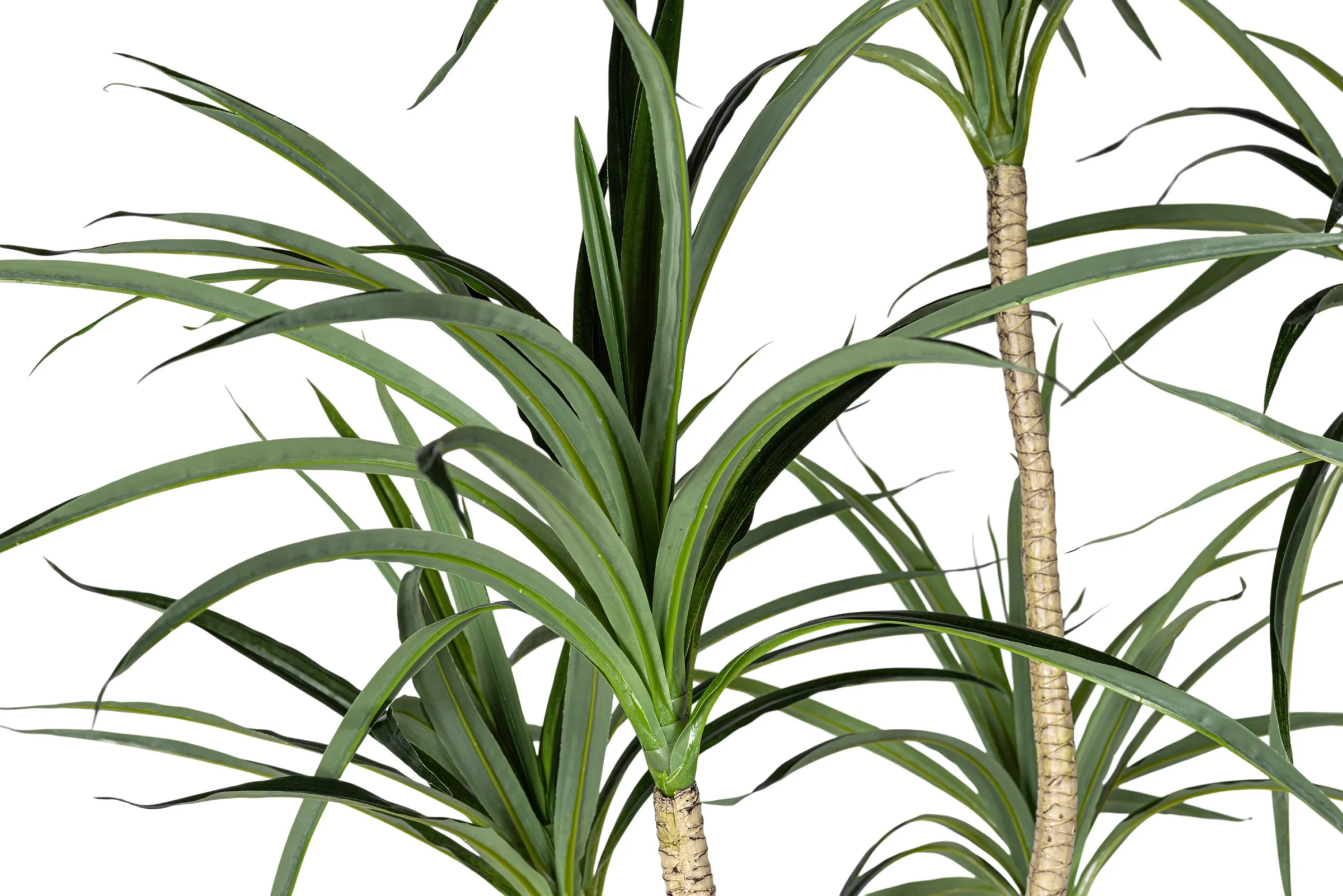 7' Dracaena Marginata in Round Tapered Pot FP1416 - Image 5