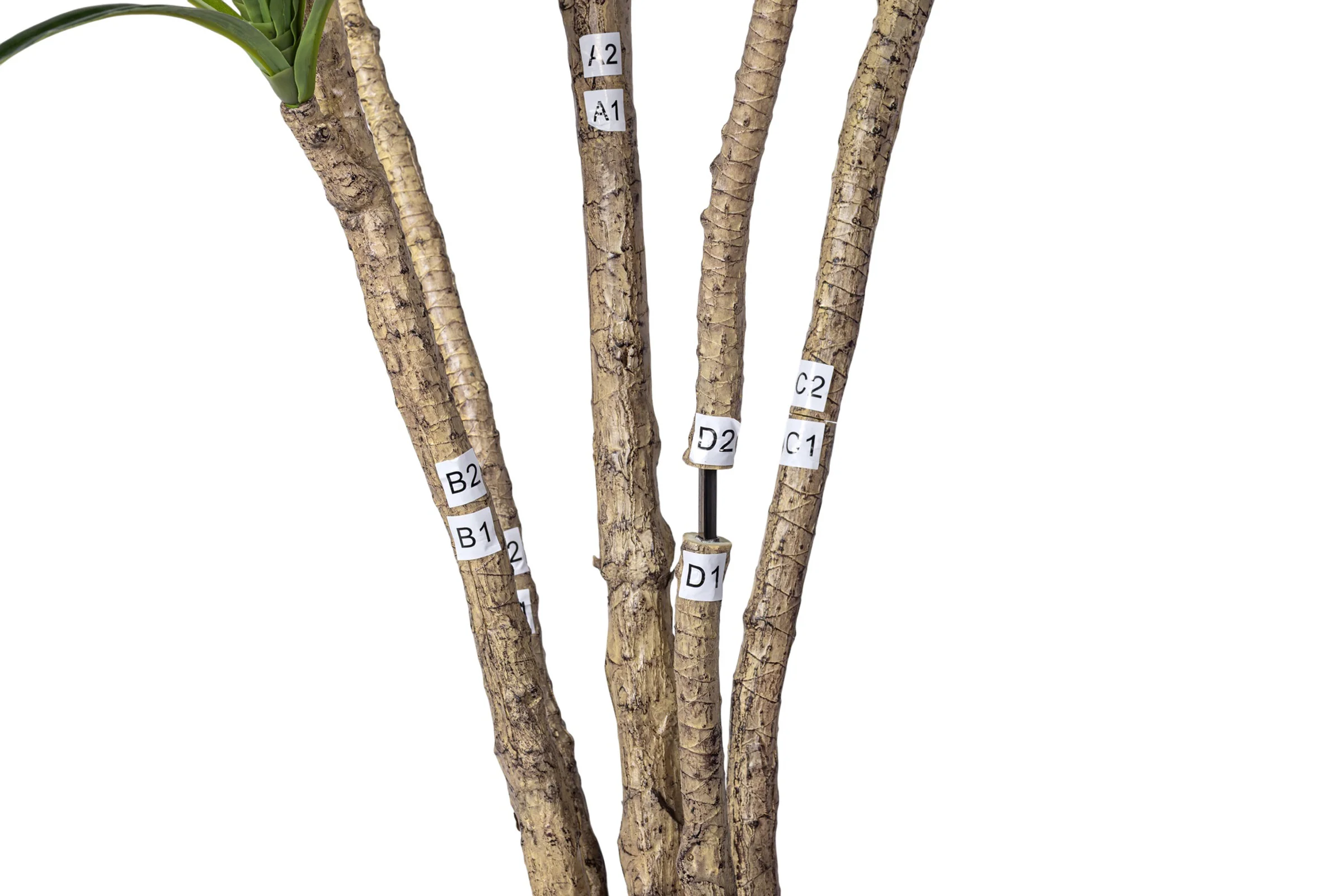 7' Dracaena Marginata in Round Tapered Pot FP1416 - Image 6