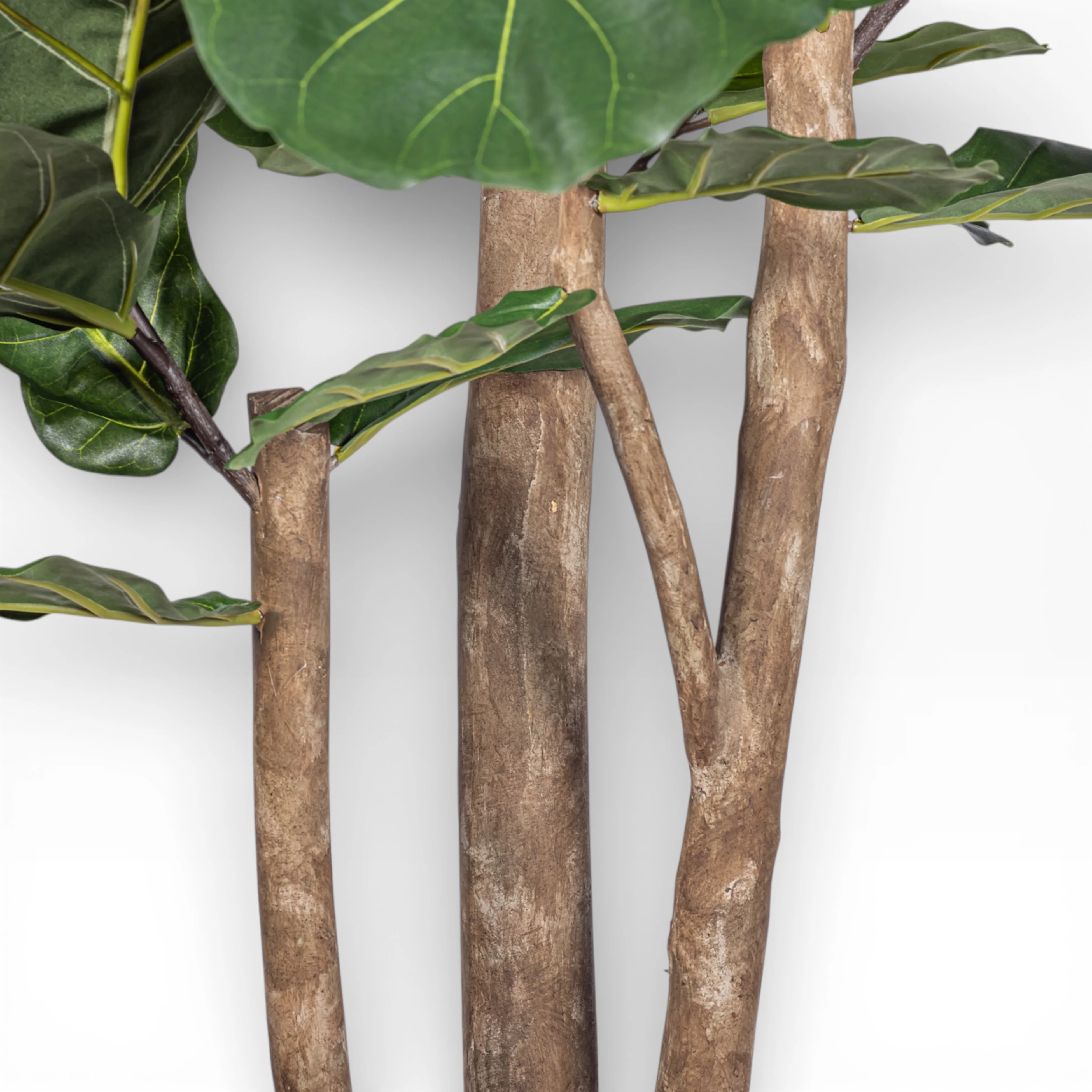 7' Fiddle Leaf Fig Tree   FP1402 - Image 2