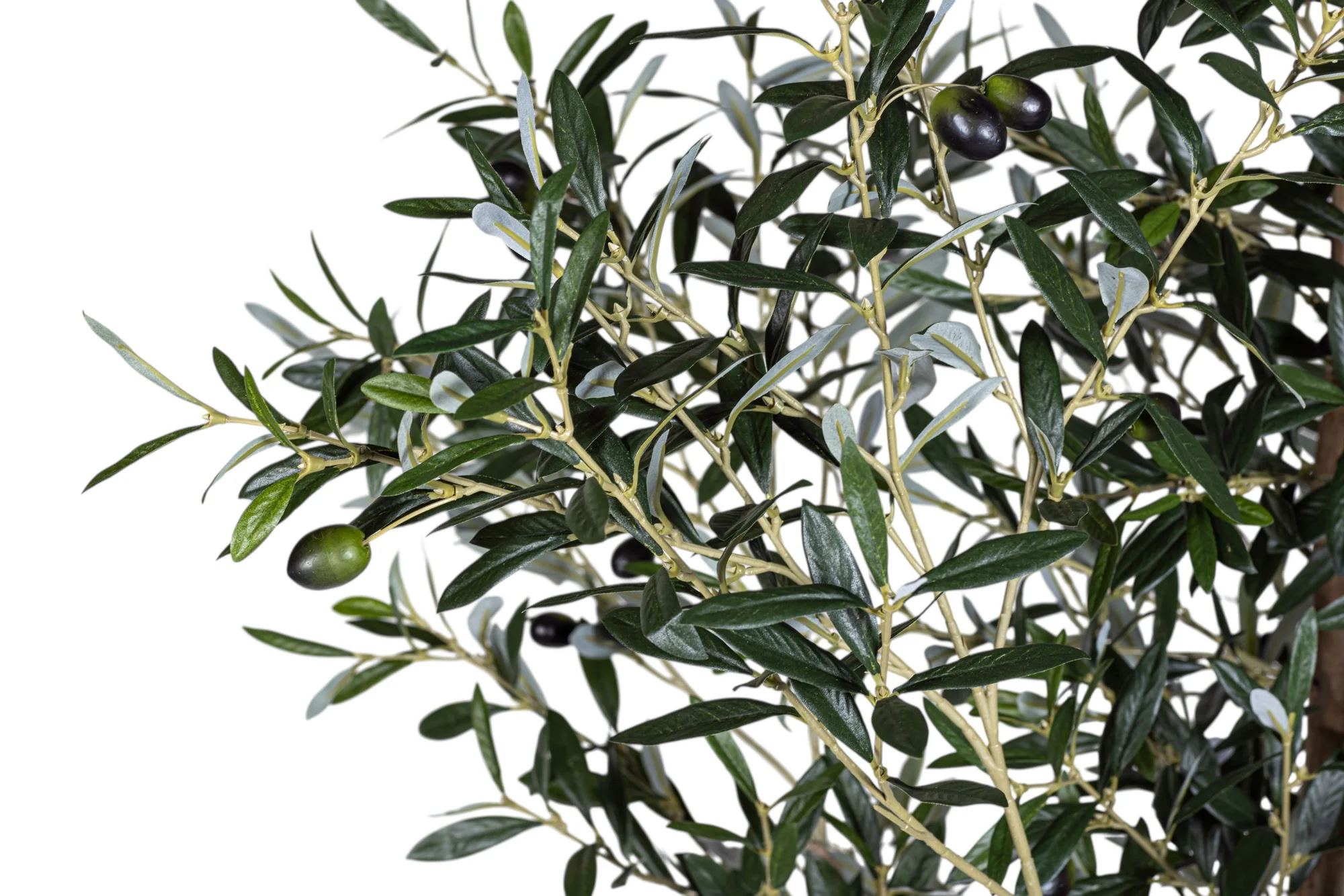 7' Olive Tree FP1141 - Image 3