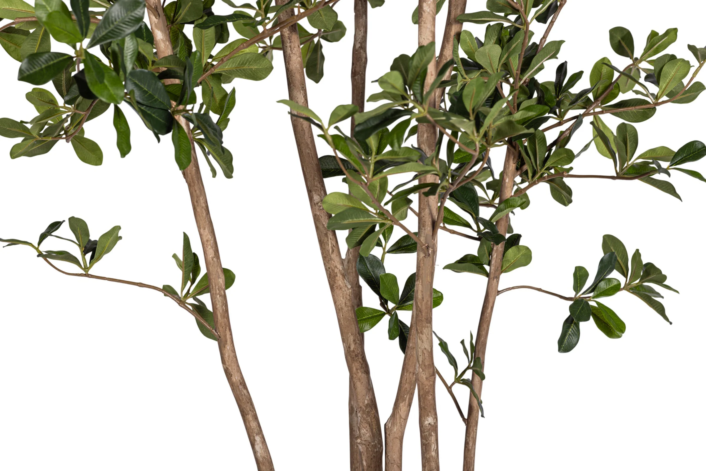 8' Black Olive/Shady Lady Tree   FP1410 - Image 3
