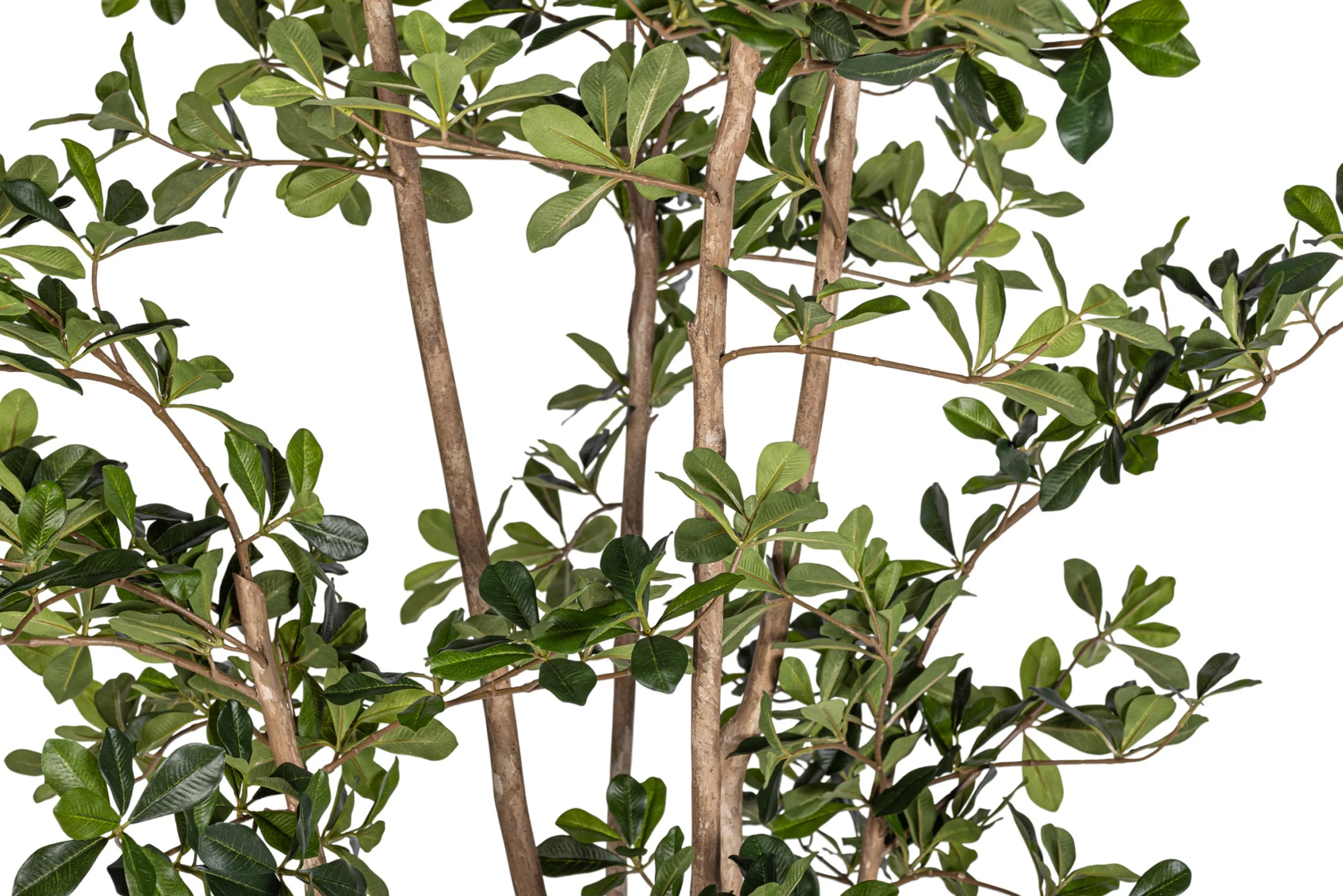 8' Black Olive/Shady Lady Tree   FP1410 - Image 4