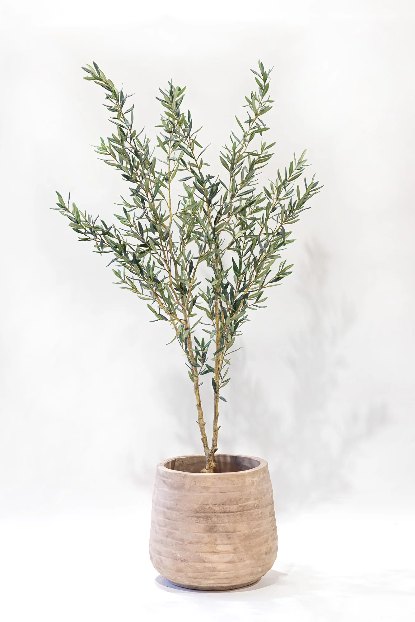 6' Fruitless Olive Tree-No Olives     FP1442 - Image 4