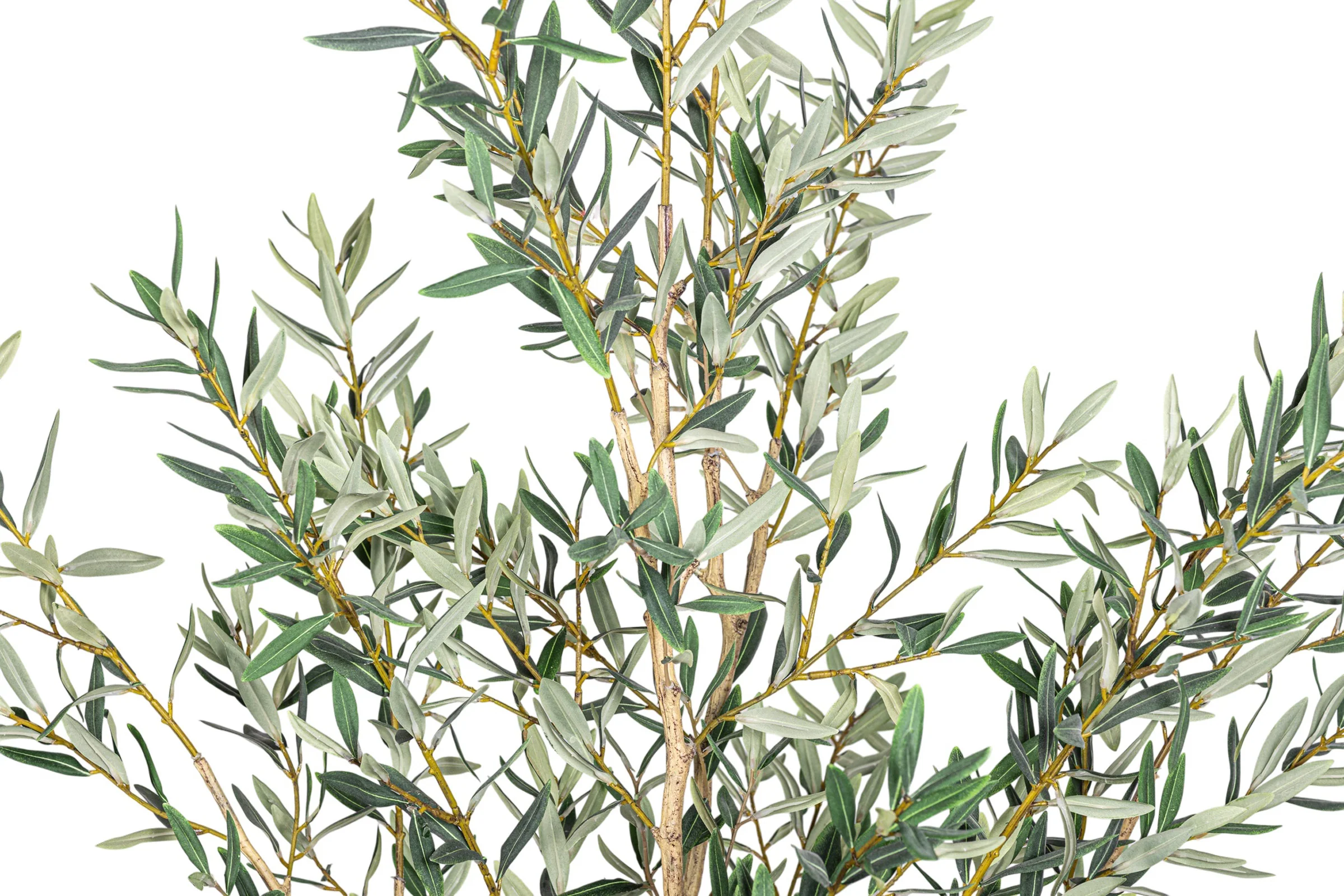 6' Fruitless Olive Tree-No Olives     FP1442 - Image 6