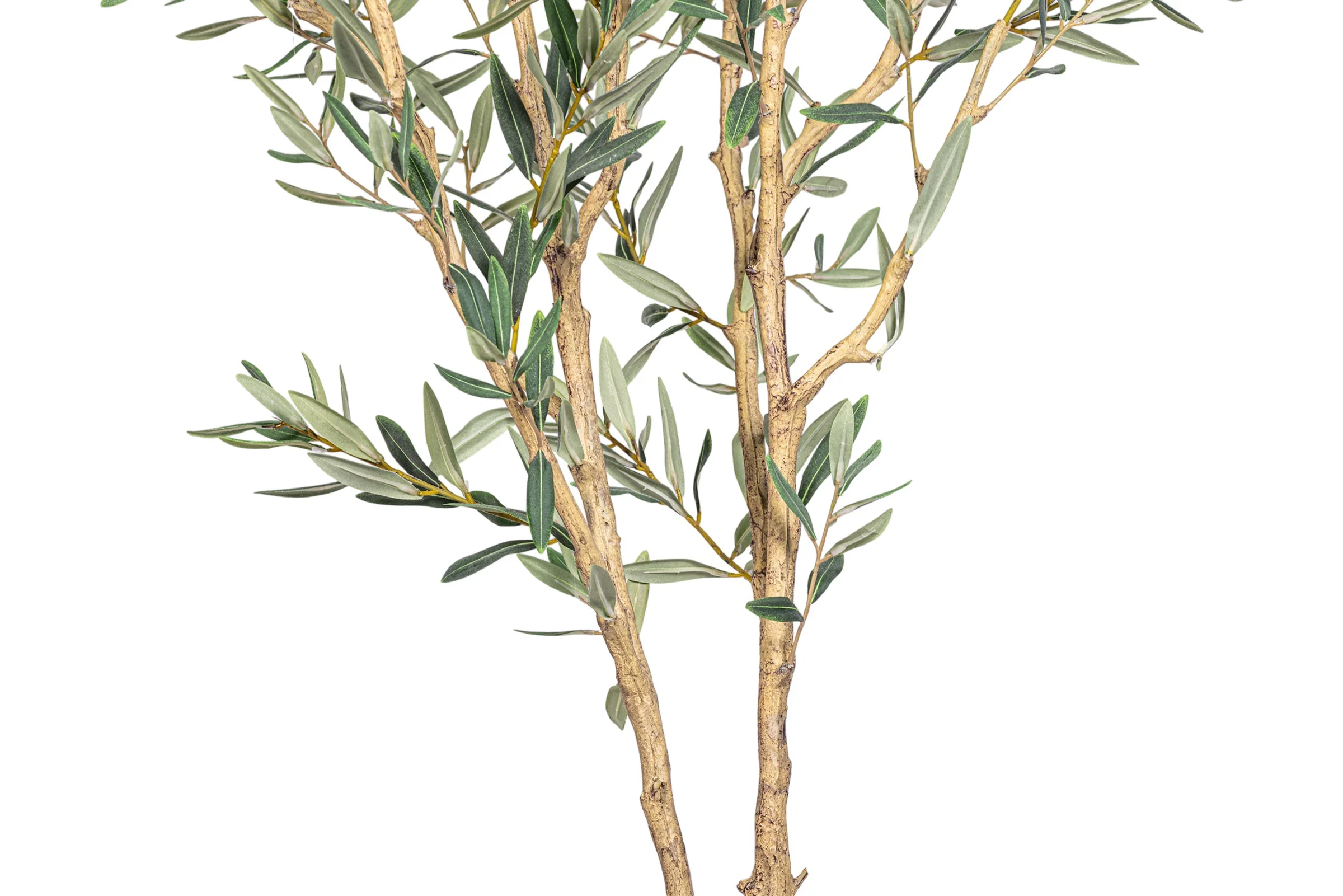 6' Fruitless Olive Tree-No Olives     FP1442 - Image 7