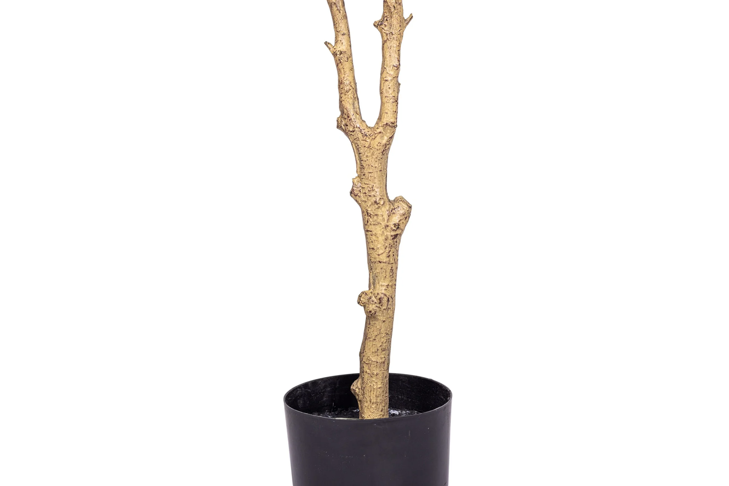 6' Fruitless Olive Tree-No Olives     FP1442 - Image 8